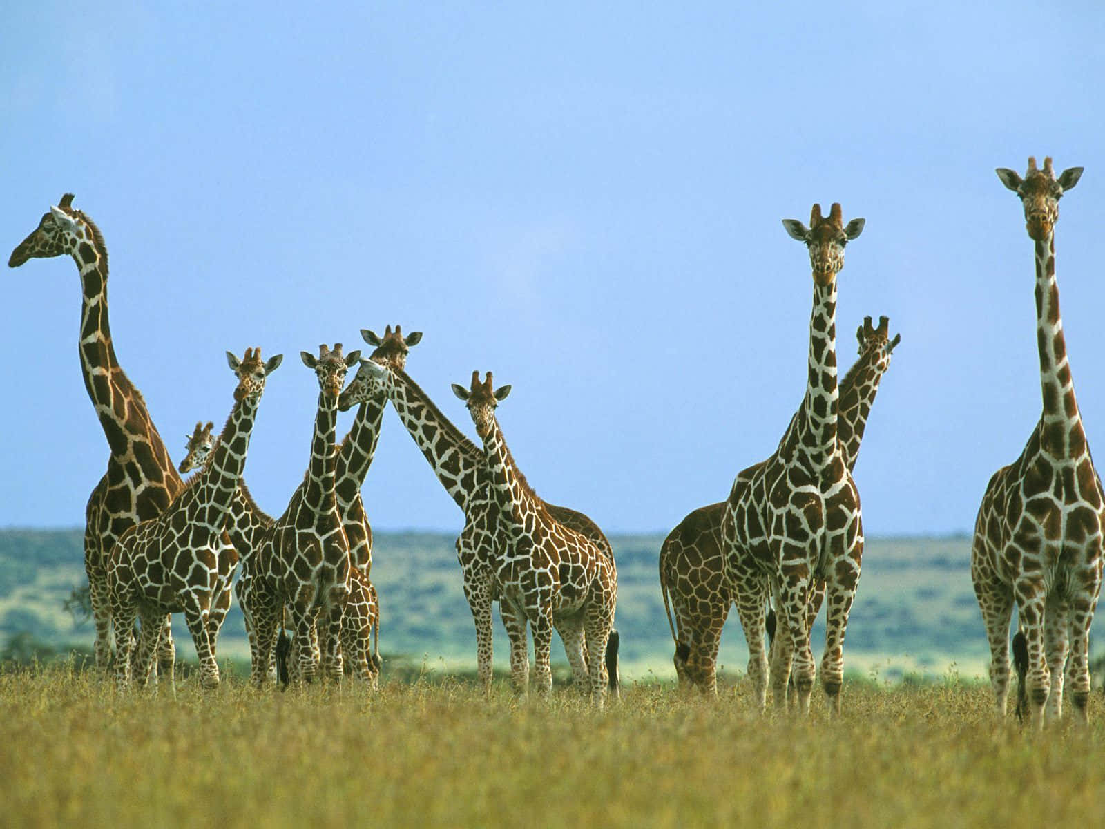 Funny Giraffe 桌布 壁紙 — 一群長頸鹿在陽光照耀的稀樹草原上高高站立，下方是金黃色的草地，上方是清澈的藍天。