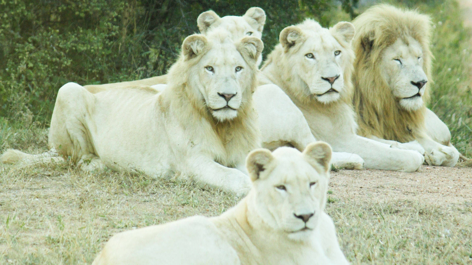 White Lion 桌布 壁紙 — 一群雄偉的白獅在乾草上平靜地休息，身後有綠色樹葉。