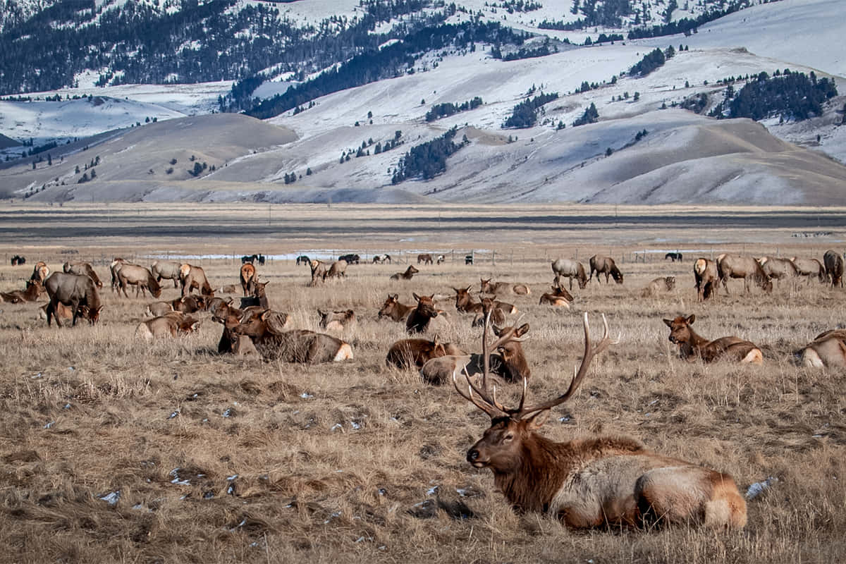 Elk 桌布 壁紙 — 一群雄偉的麋鹿在白雪覆蓋的冬季草地上休息，背景是積雪的山脈。