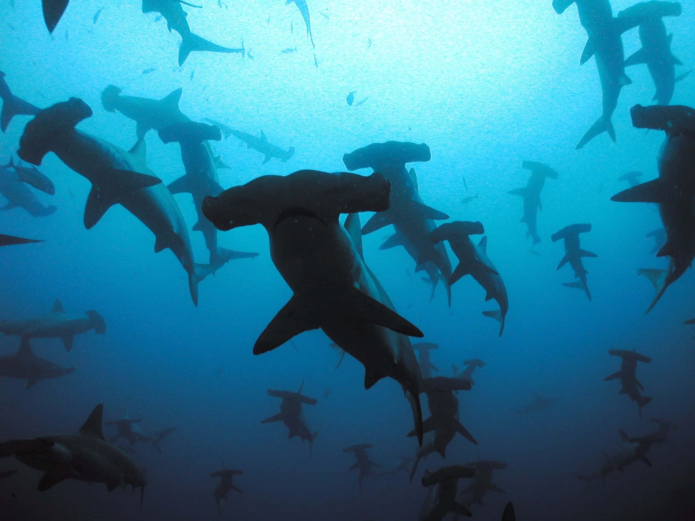 Hammerhead Shark 桌布 壁紙 — 一群雙髻鯊在深藍色的海水中游動，陽光從上方穿透而下。