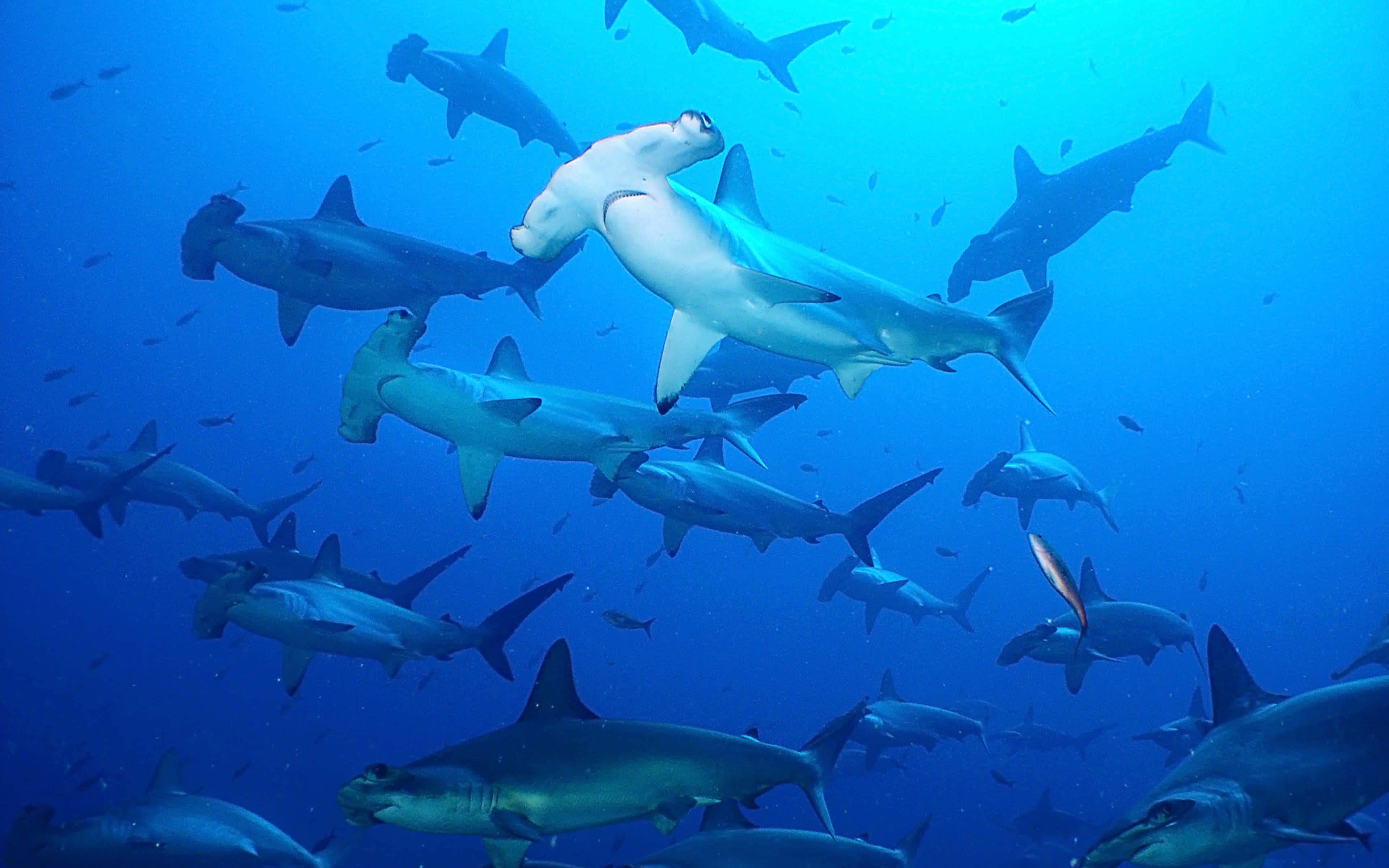 Hammerhead Shark 桌布 壁紙 — 一群雙髻鯊在清澈湛藍的海水中優雅地滑行，陽光從上方過濾而下。