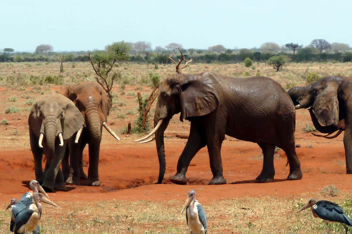 African Animals 桌布 壁紙 — 一群非洲大象在晴朗的天空下，與附近的馬拉博鸛一起走過一片紅土平原。