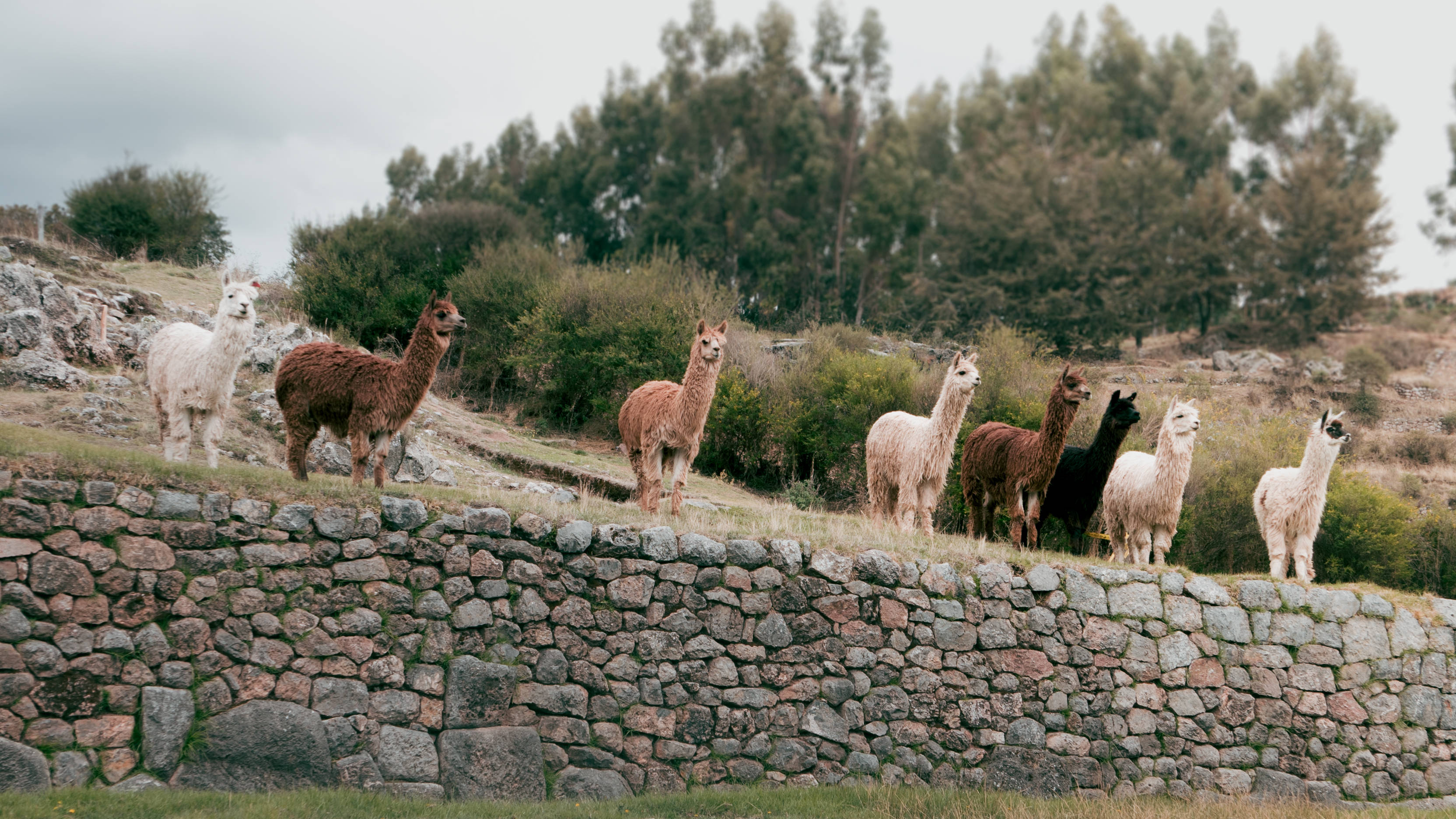 Alpaca 桌布 壁紙 — 一群顏色各異的羊駝站在風化的石牆上，背景是綠色灌木叢和陰天。