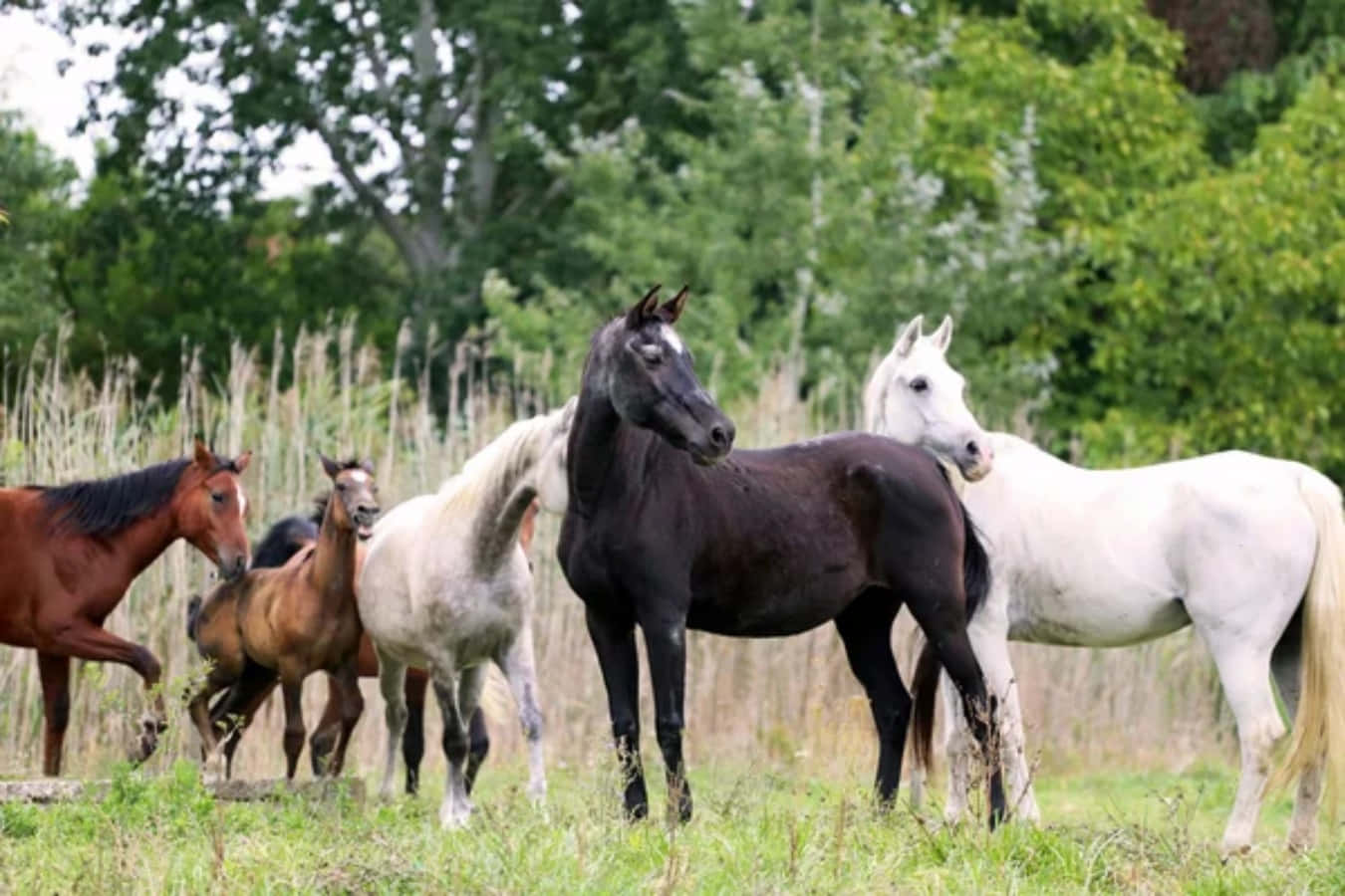 Arabian Horses 桌布 壁紙 — 一群顏色各異的馬匹平靜地站在陽光明媚的草地上，周圍是茂密的綠色樹木。