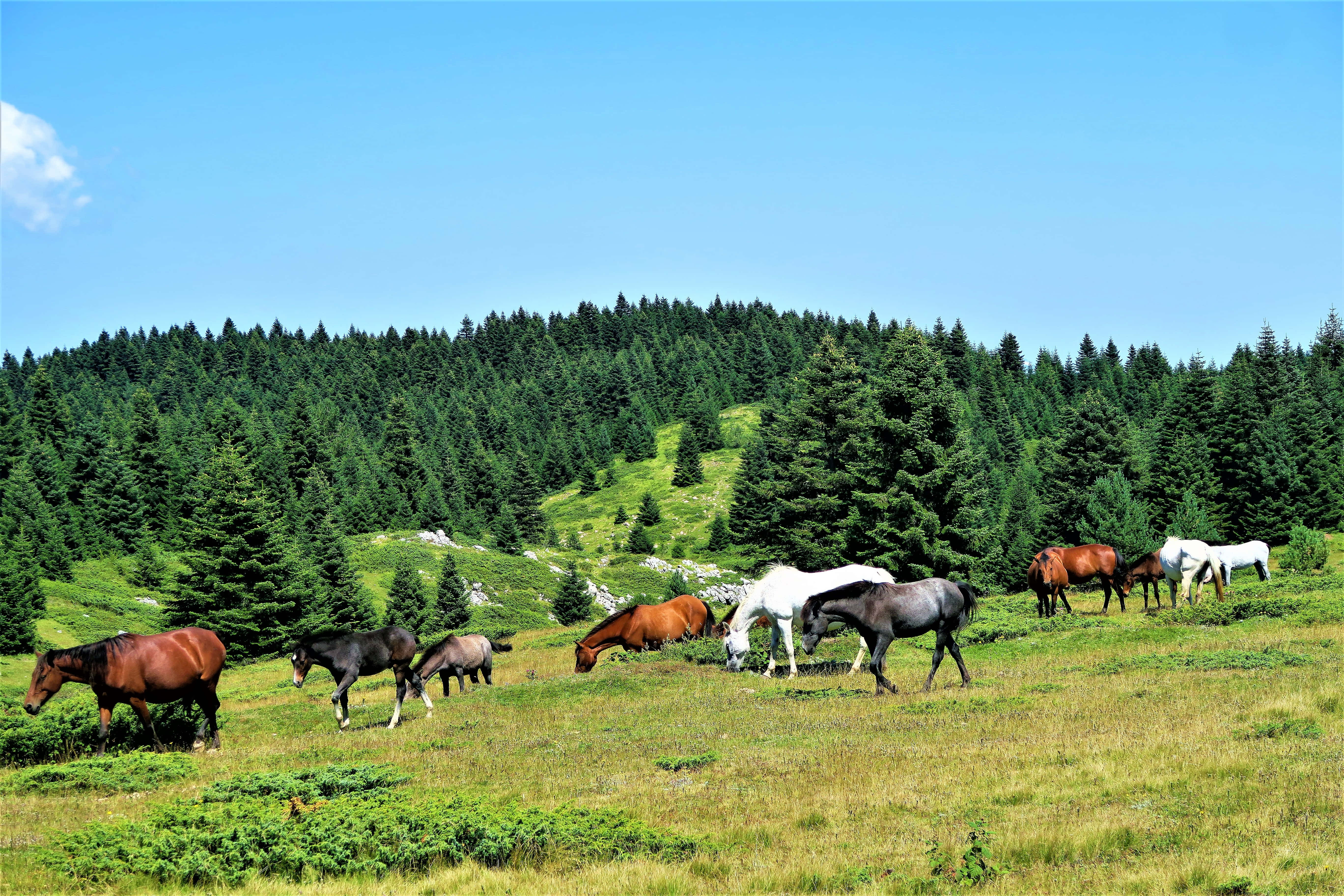 Beautiful Horses 桌布 壁紙 — 一群馬匹在陽光明媚的草地上平靜地吃草，周圍是茂密的綠色森林，頭頂是清澈的藍天。