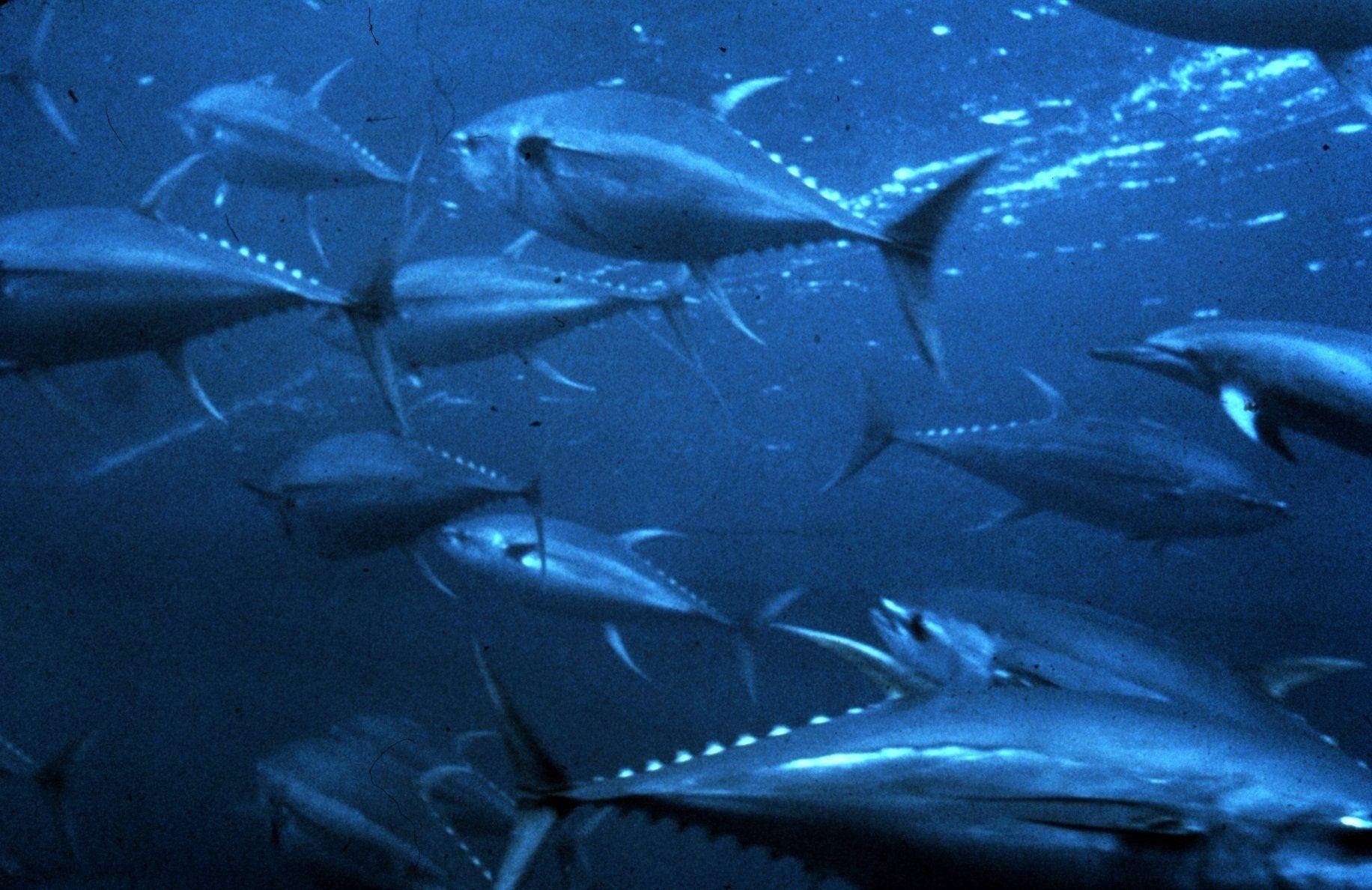 海洋 桌布 壁紙 — 一群鮪魚在深藍色的海洋水中優雅地游動，陽光從上方穿透而下。