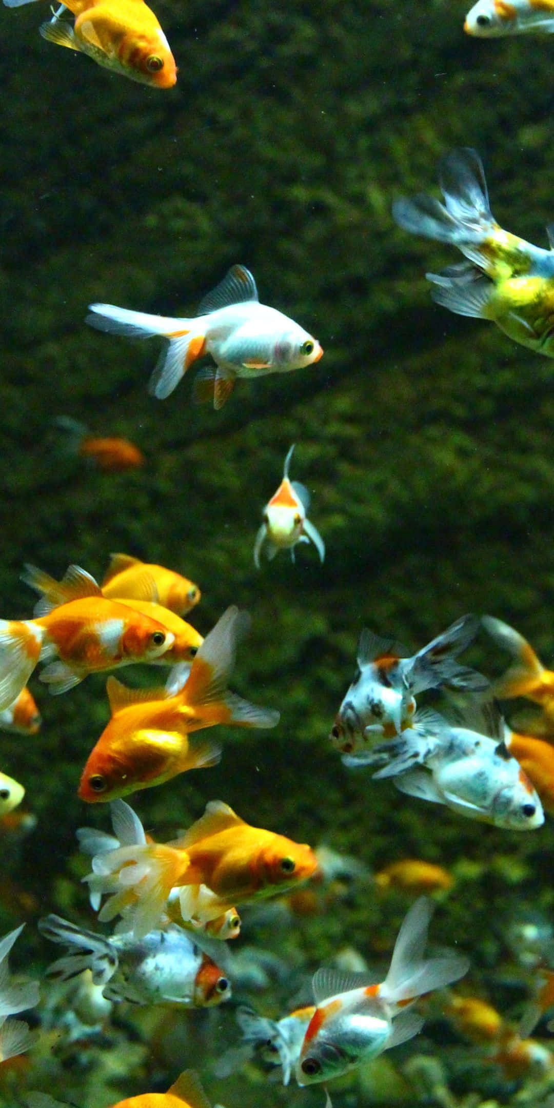 Pixel 3 Fish 桌布 壁紙 — 一群鮮豔的橙色和白色金魚在清澈的水中優雅地游動，背景是深綠色的水生環境。