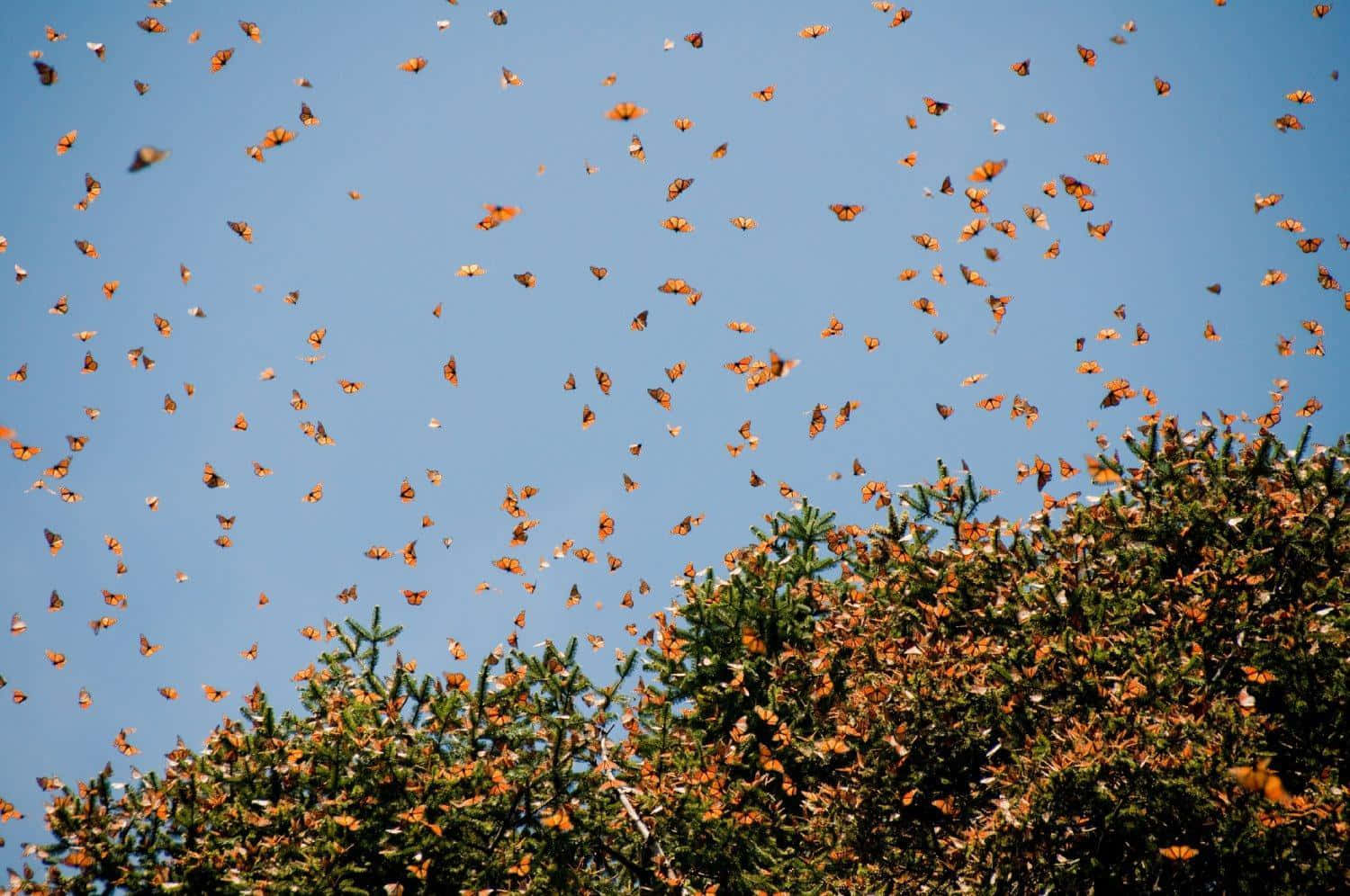 Butterfly Migration 桌布 壁紙 — 一群鮮豔的橙色帝王蝶在茂密綠樹上方的清澈藍天中飛舞。
