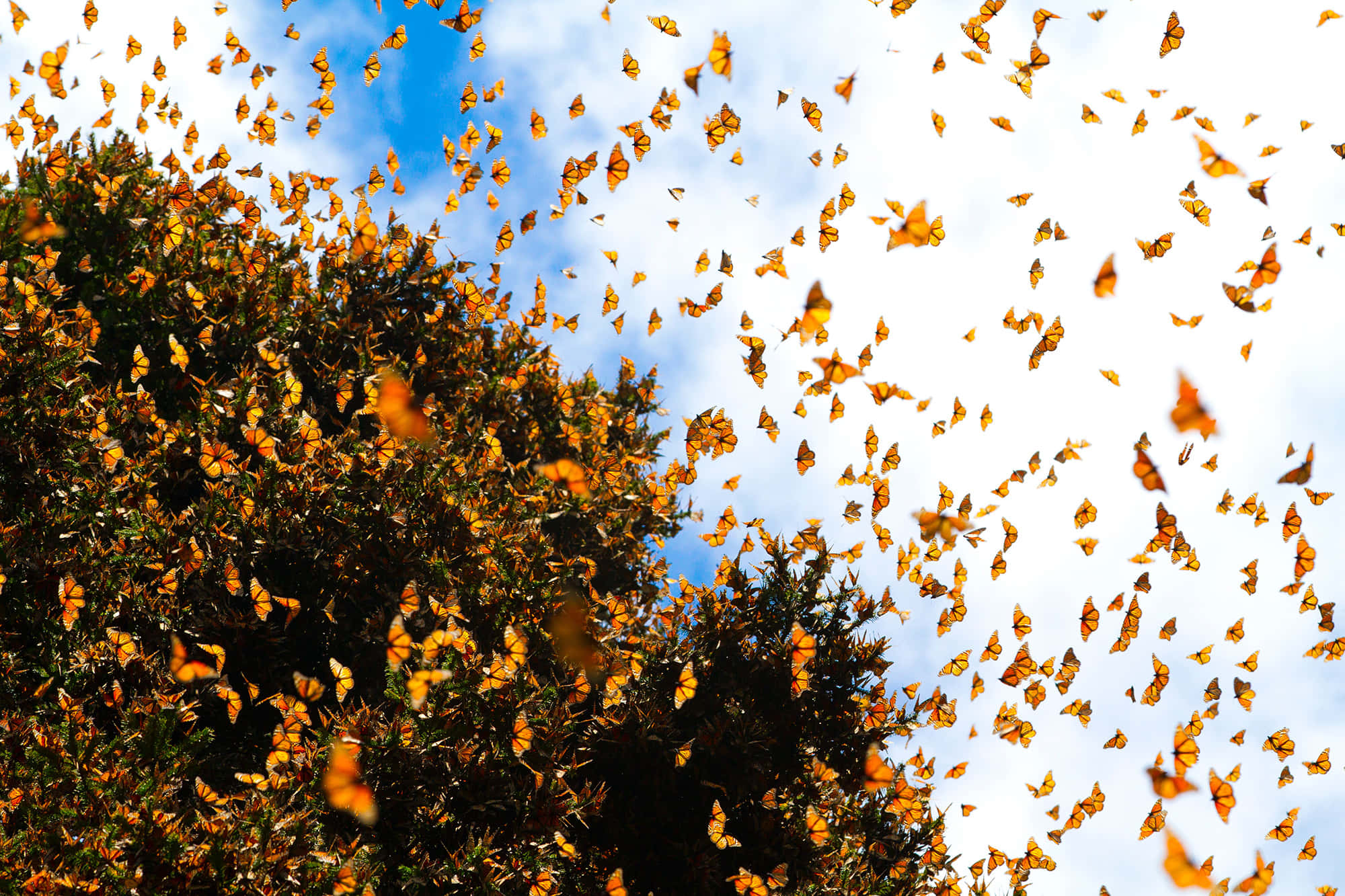 Butterfly Migration 桌布 壁紙 — 一群鮮豔的橙色帝王蝶在藍天白雲下，充滿了茂密綠樹上方的天空。