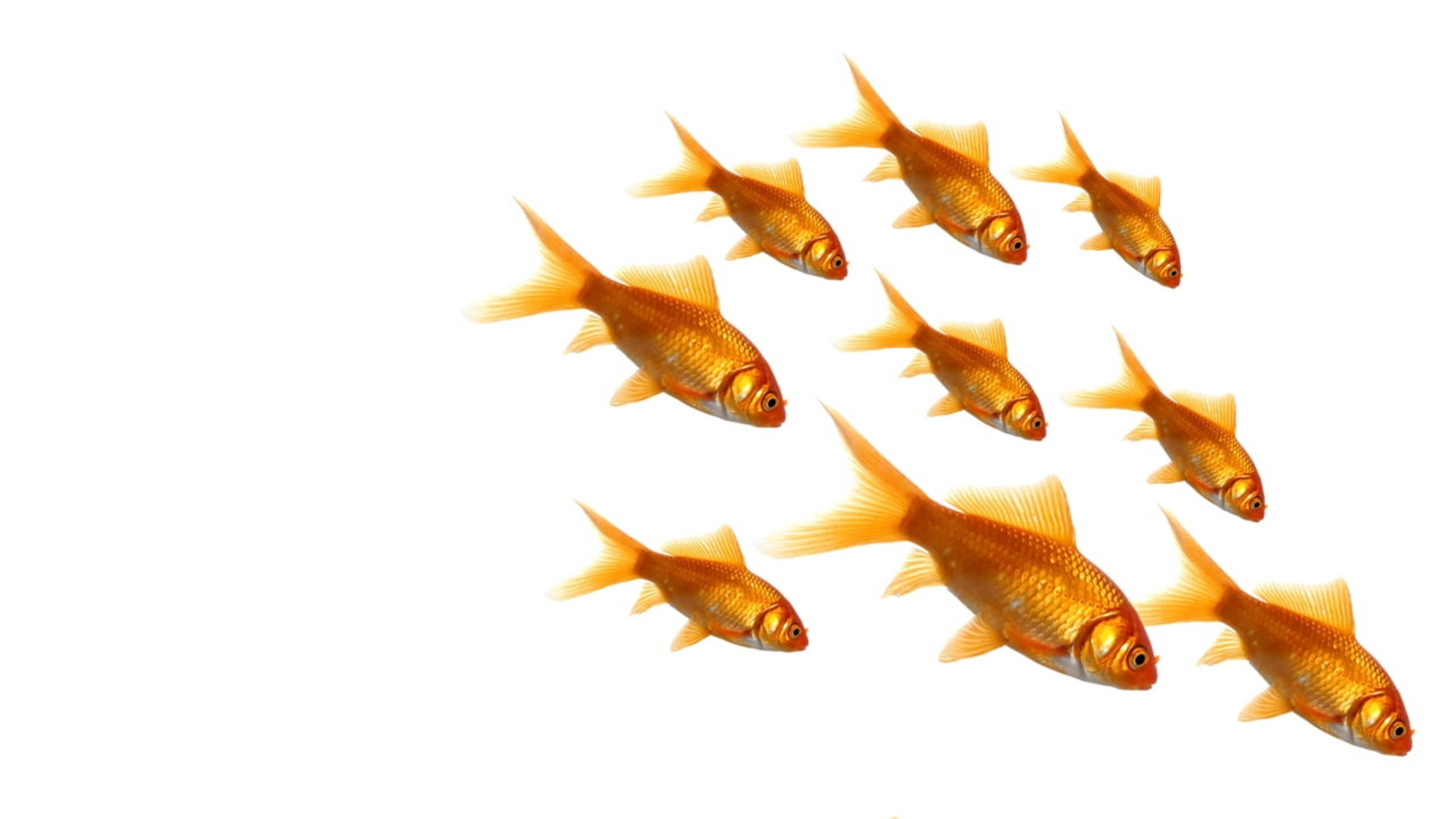 Goldfish 桌布 壁紙 — 一群鮮豔的橙色金魚在純白色背景上斜向游動。