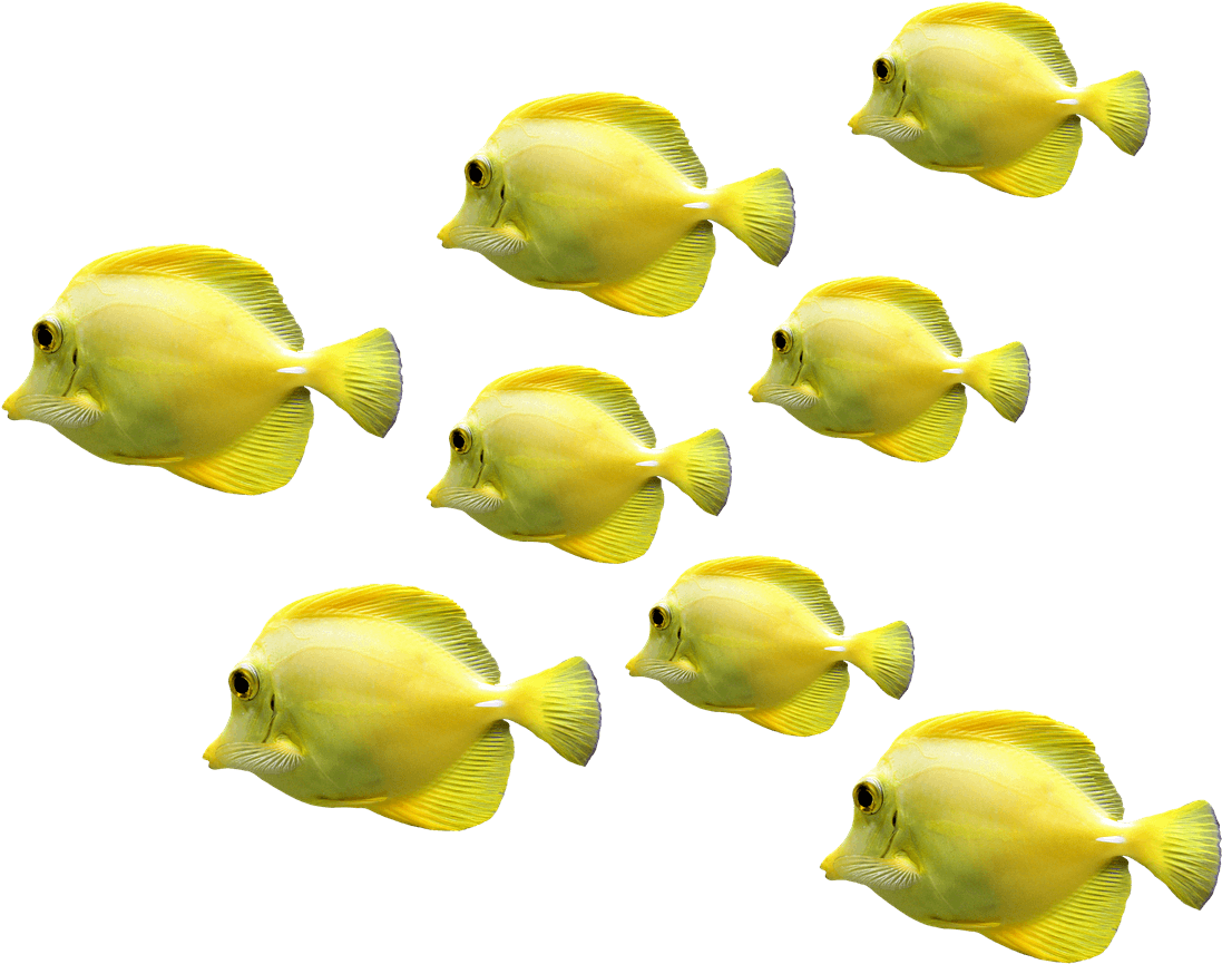 魚 桌布 壁紙 — 一群鮮黃色的黃高鰭刺尾魚在純黑背景下優雅地游動。