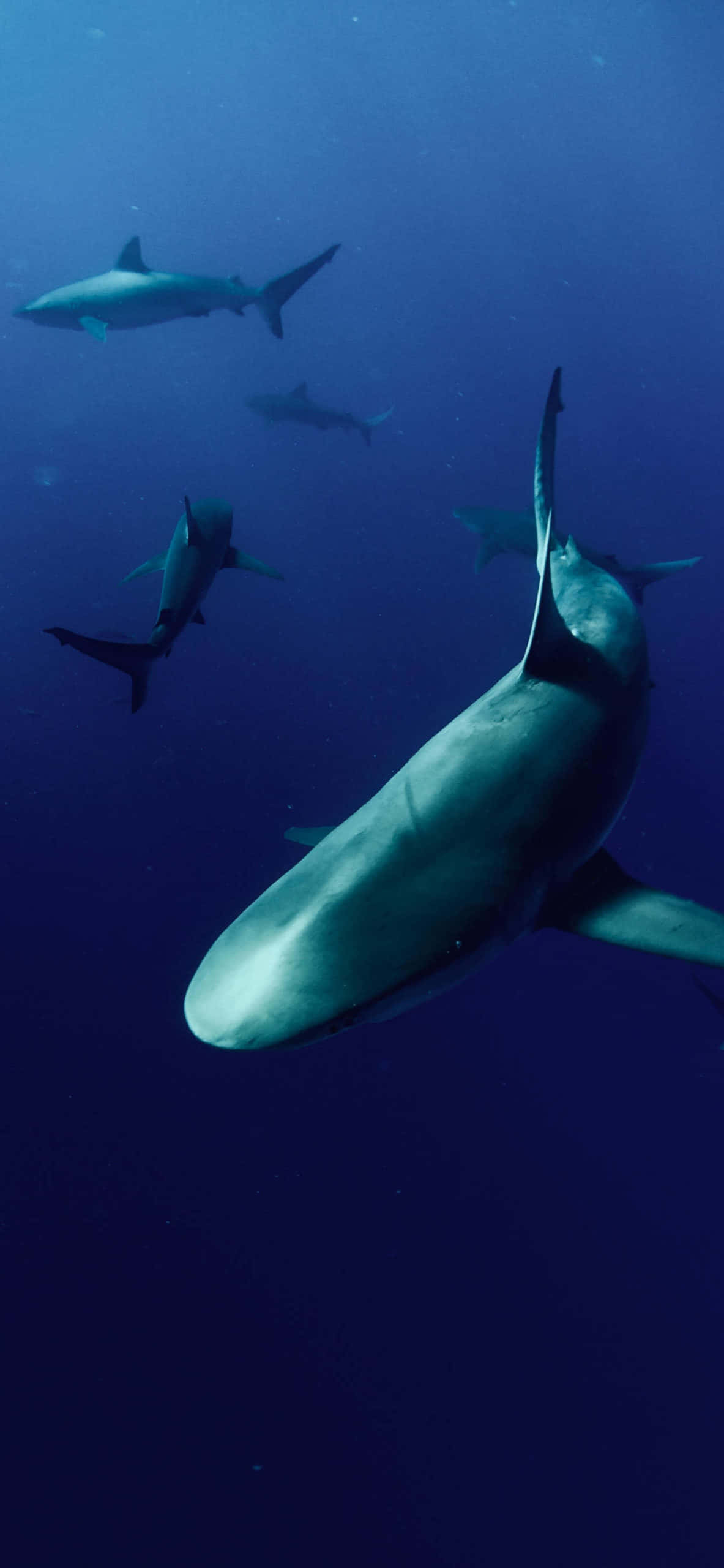 Shark iPhone 桌布 壁紙 — 一群鯊魚在深藍色的海水中滑行，陽光從上方穿透而下。