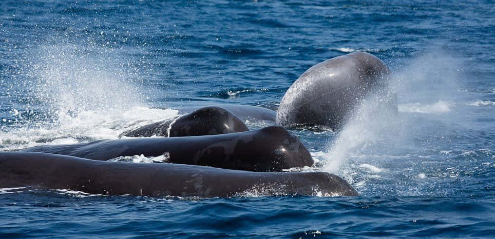 Sperm Whale 桌布 壁紙 — 一群鯨魚在深藍色海洋中強力躍出水面，形成戲劇性的水花和水霧。