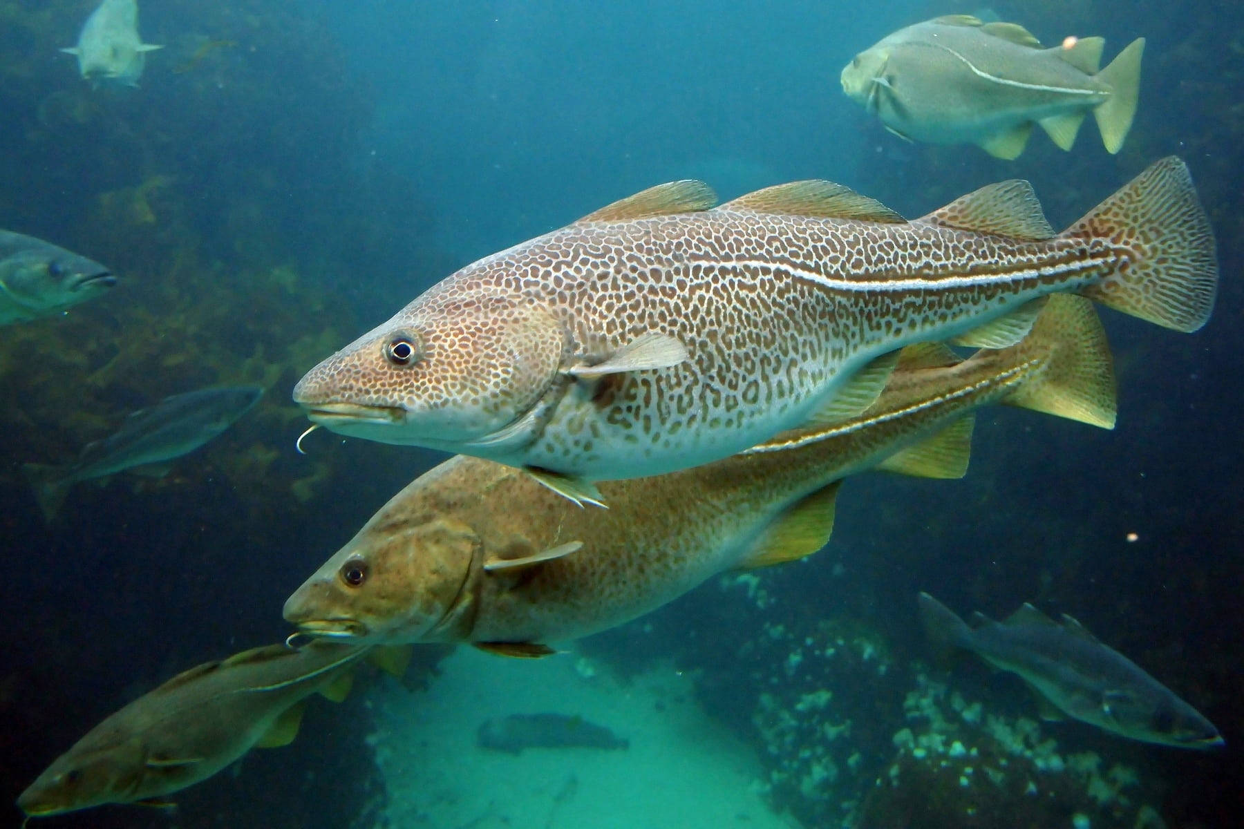 魚 桌布 壁紙 — 一群鱈魚在陽光照耀的藍色海洋水域中優雅地游過岩石海床附近。
