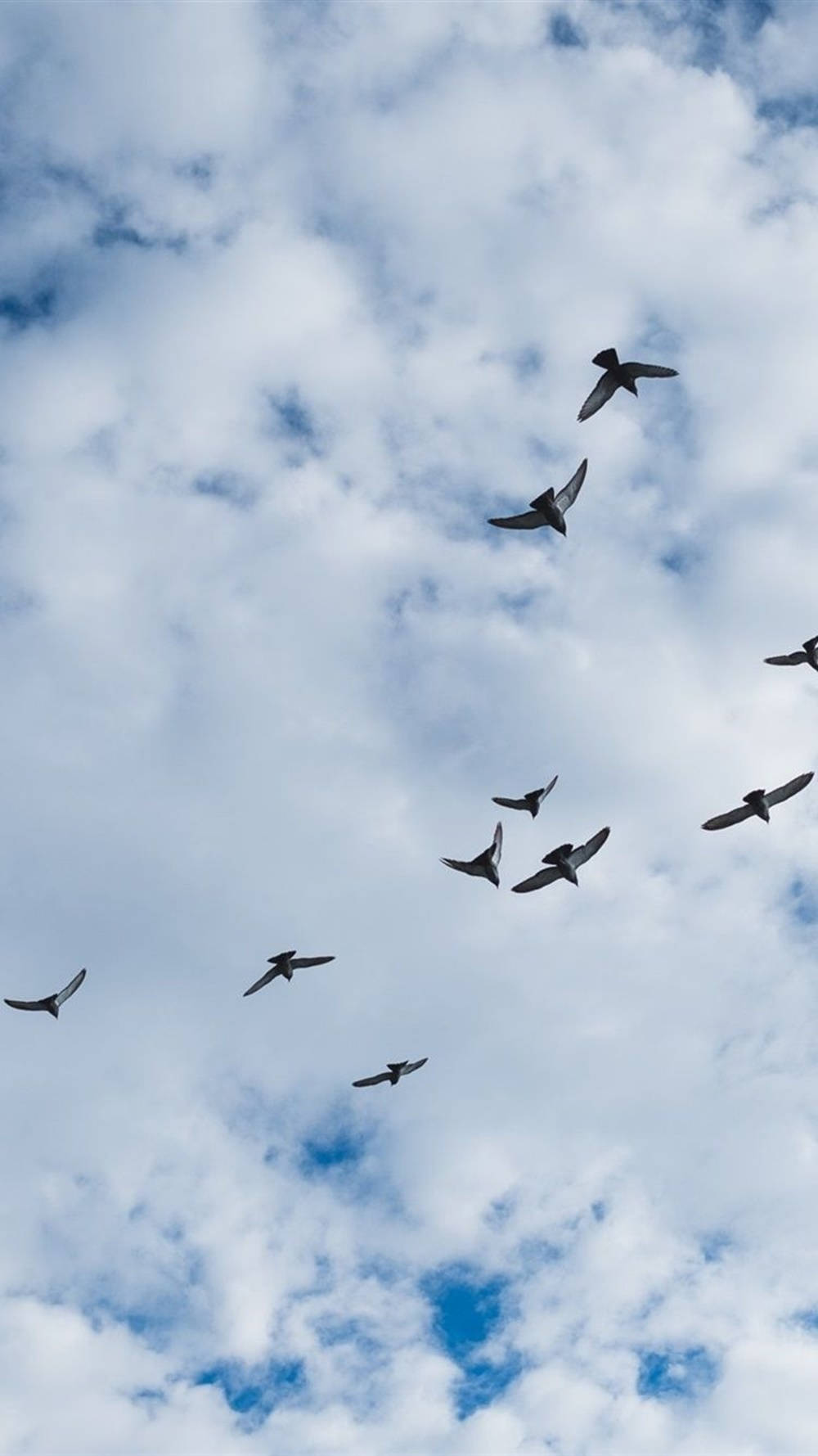 birds 桌布 壁紙 — 一群鳥兒優雅地飛過點綴著蓬鬆白雲的明亮藍天。