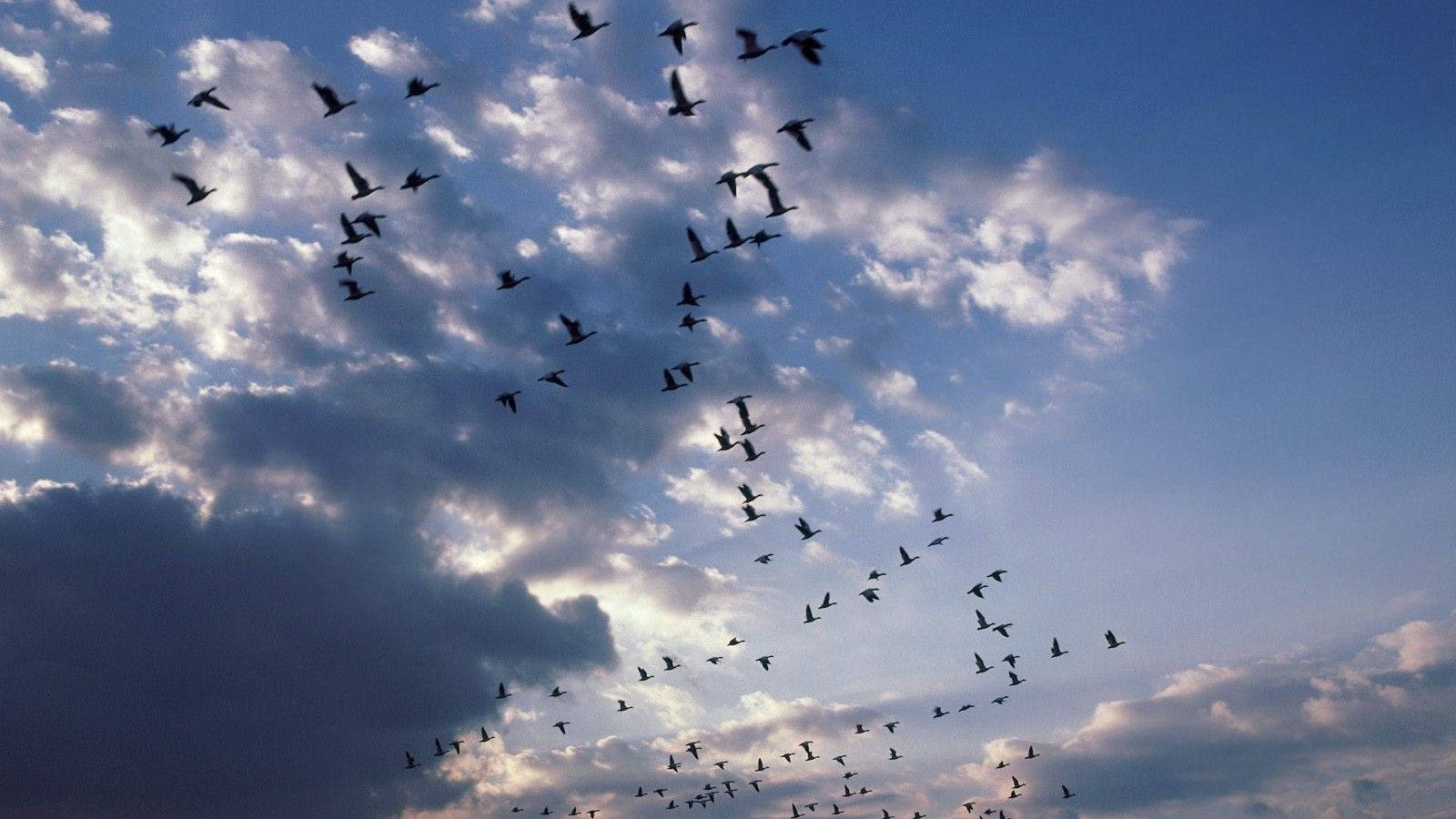Birds Flying 桌布 壁紙 — 一群鳥兒在佈滿散雲和深藍色調的戲劇性天空中翱翔。