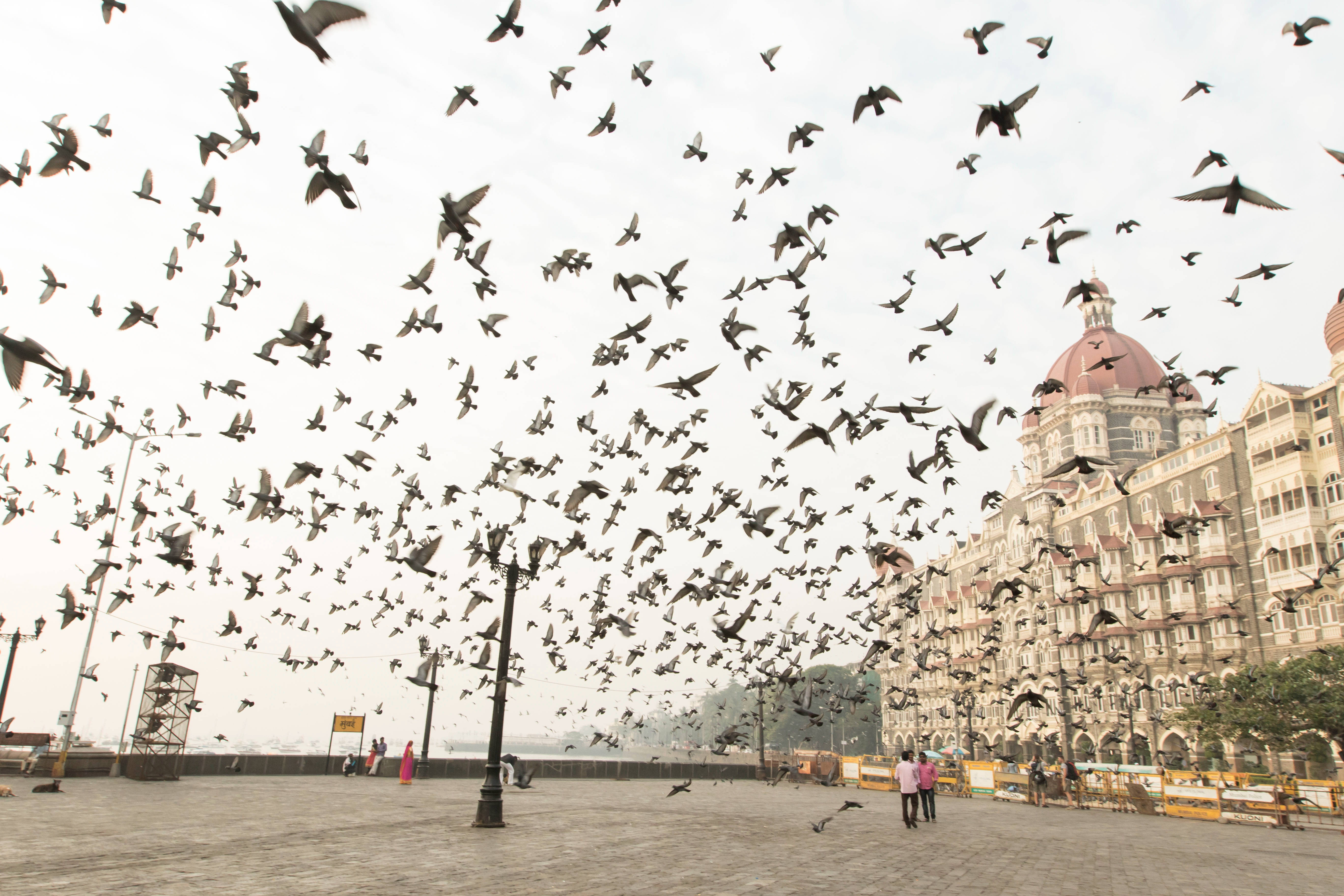 Mumbai 桌布 壁紙 — 一群鳥兒在宏偉的殖民時期建築上空翱翔，建築有紅色圓頂和寬闊廣場，人們在廣場上漫步。