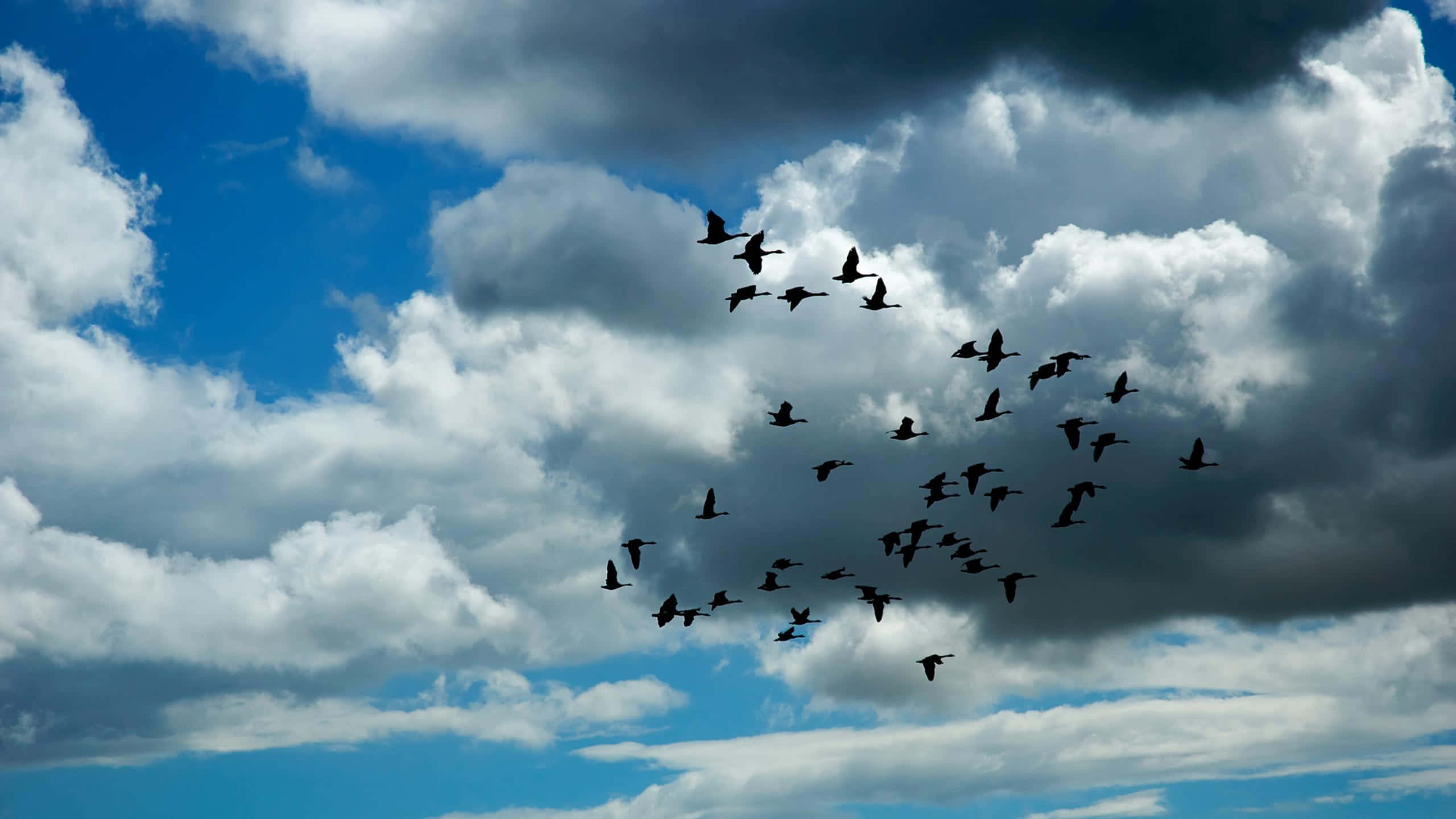 Birds Flying 桌布 壁紙 — 一群鳥兒在藍天和翻滾的白雲構成的戲劇性天空中翱翔。