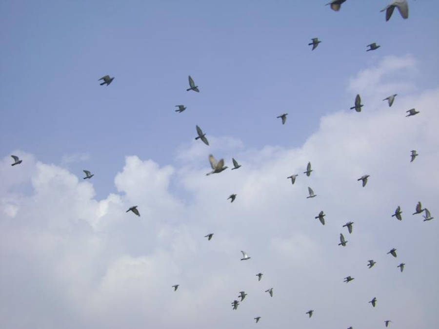 birds 桌布 壁紙 — 一群鳥兒在藍天白雲中自由翱翔。