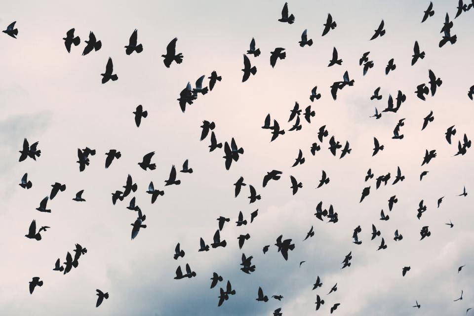 birds 桌布 壁紙 — 一群鳥兒在雲朵點綴的柔和粉彩天空中自由翱翔。