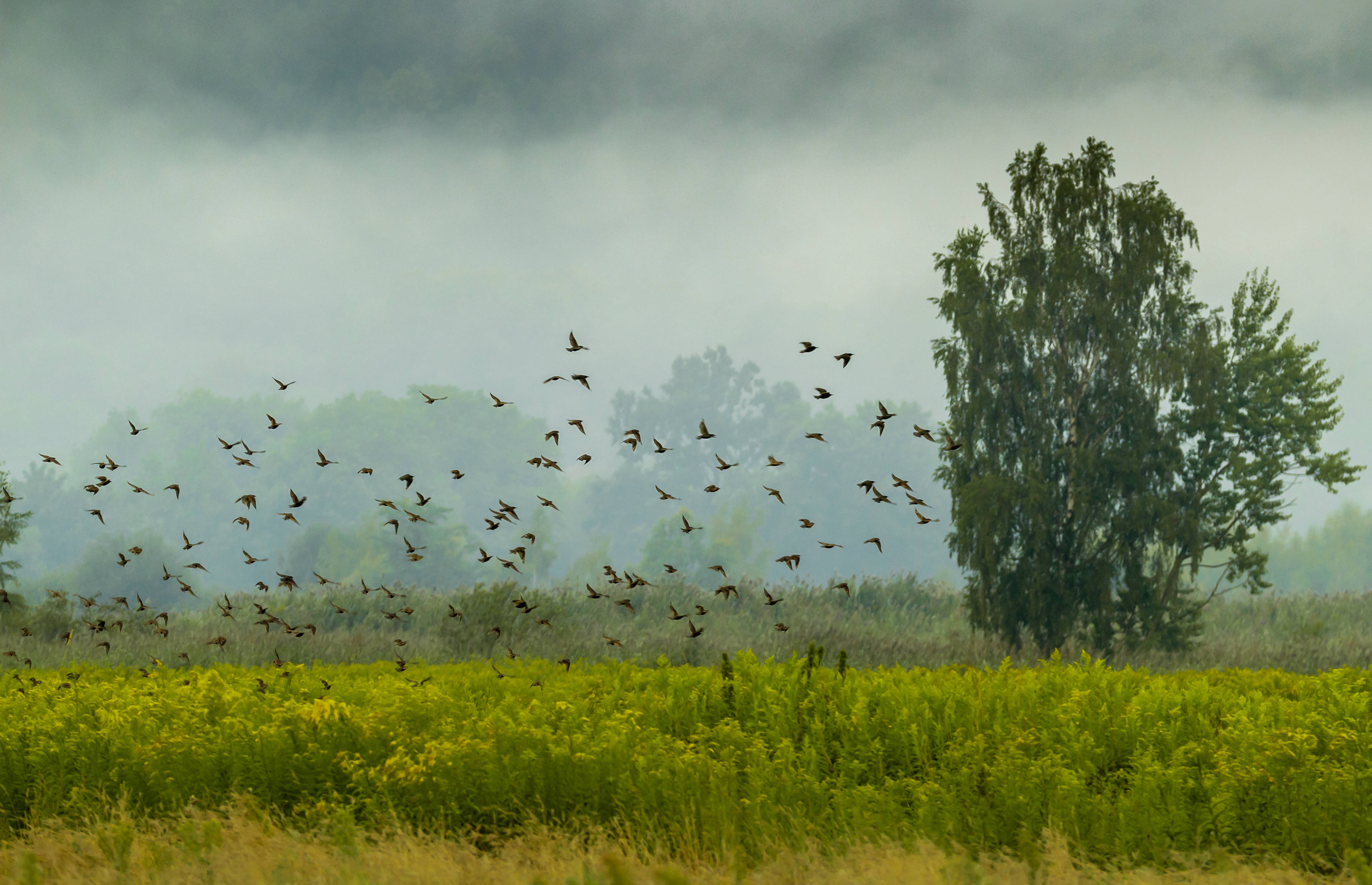 birds 桌布 壁紙 — 一群鳥兒在霧氣瀰漫的田野上空翱翔，田野裡開滿了綠色和黃色的野花，背景中一棵孤獨的樹高高聳立。