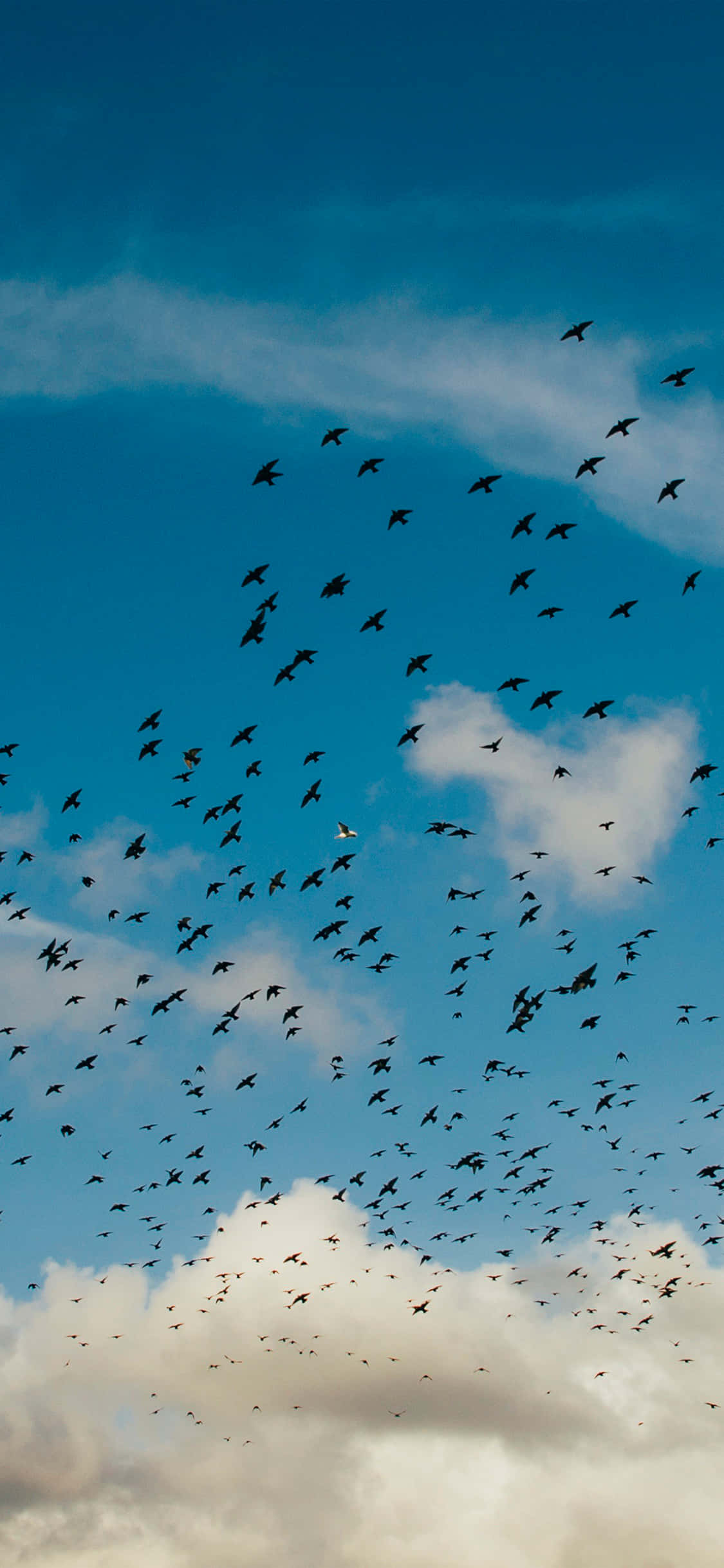 birds 桌布 壁紙 — 一群鳥兒在點綴著柔和白雲的鮮豔藍天中動態翱翔。