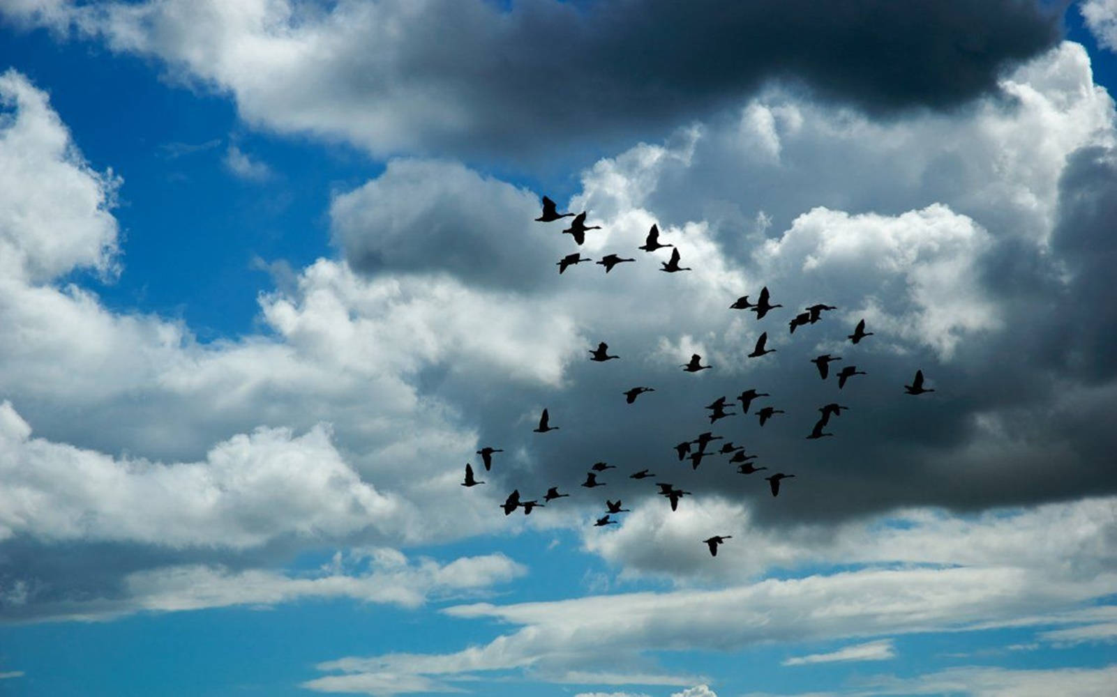 birds 桌布 壁紙 — 一群鳥在戲劇性的天空下剪影，天空有蓬鬆的白色和深灰色雲朵，點綴著明亮的藍色區塊。