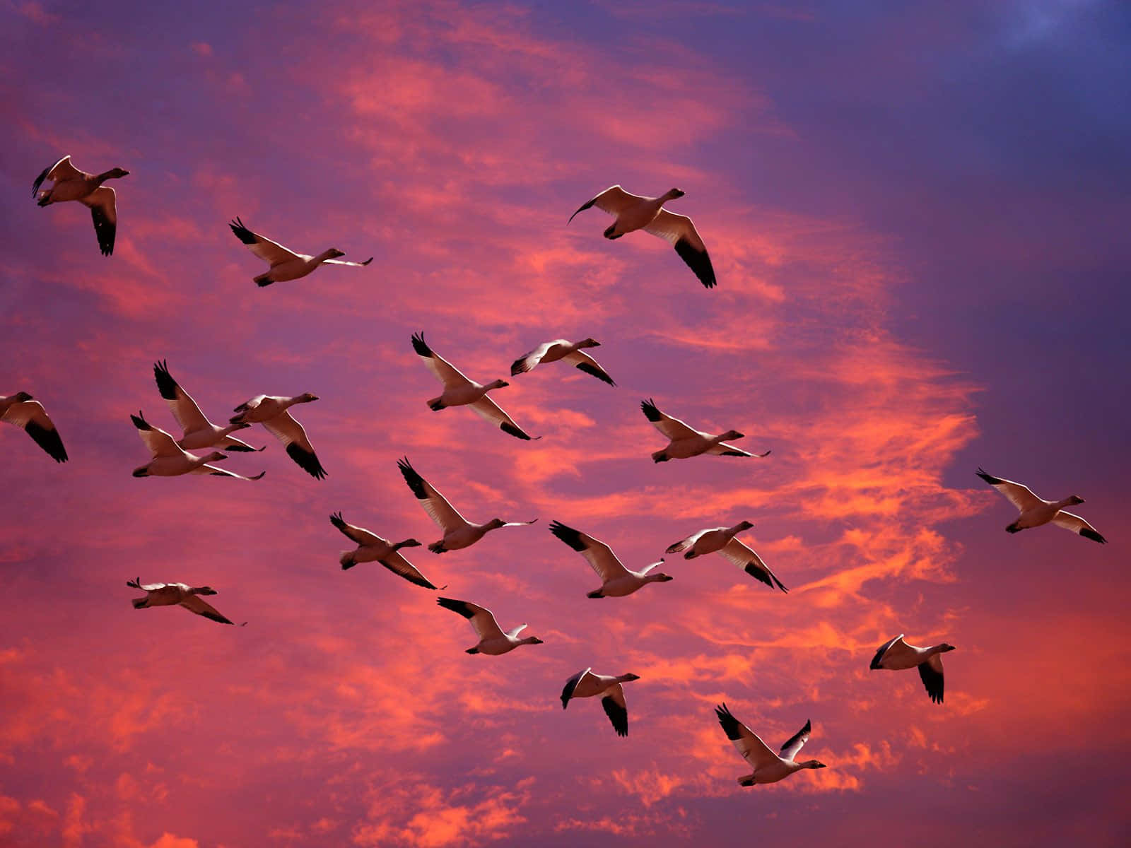 Birds Flying 桌布 壁紙 — 一群鵝在火紅的夕陽天空下優雅地翱翔，天空被染成鮮豔的紅色和紫色。