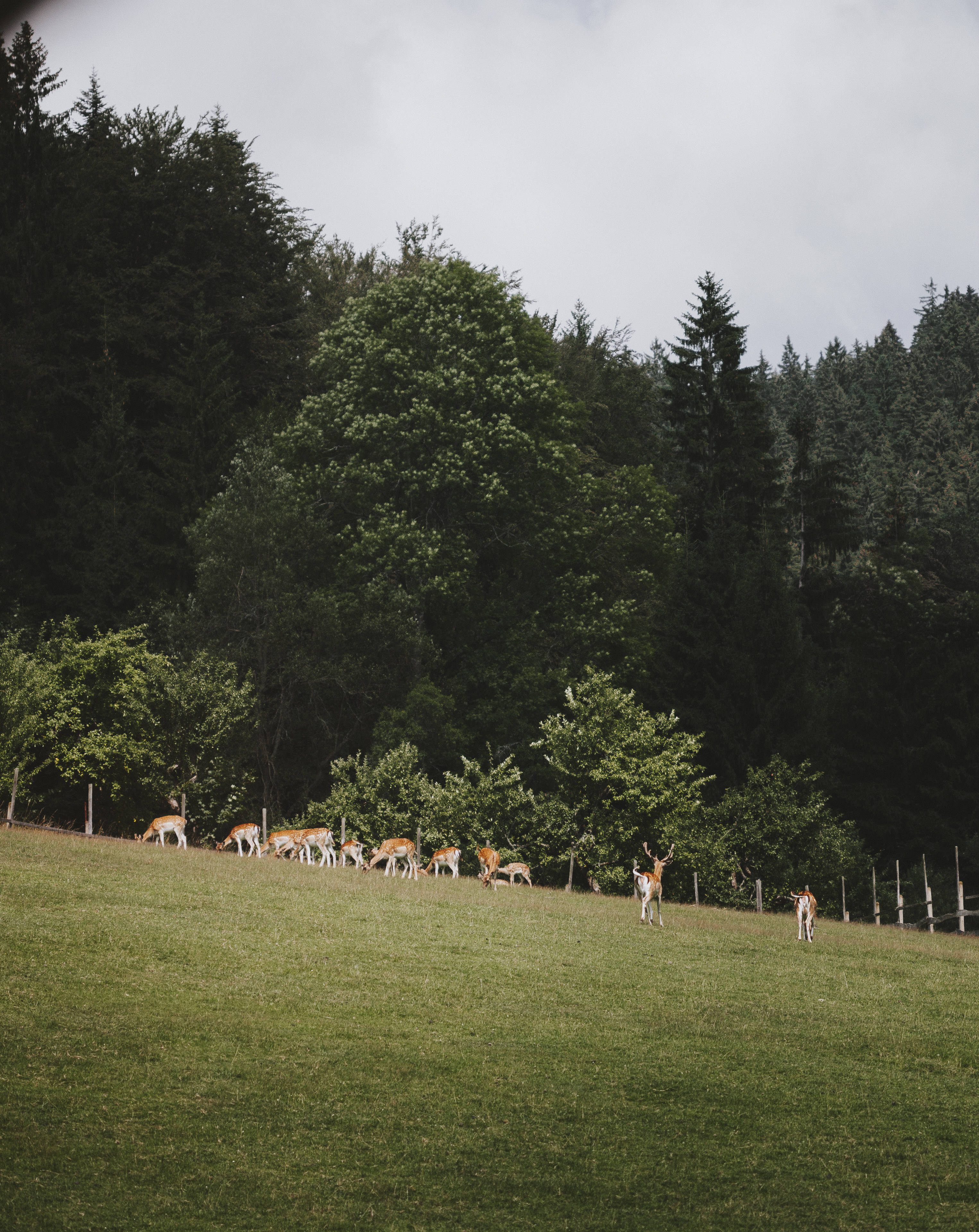 Deer Hunting 桌布 壁紙 — 一群鹿在陰天之下，於茂密黑暗森林環繞的翠綠山坡上平靜地吃草。