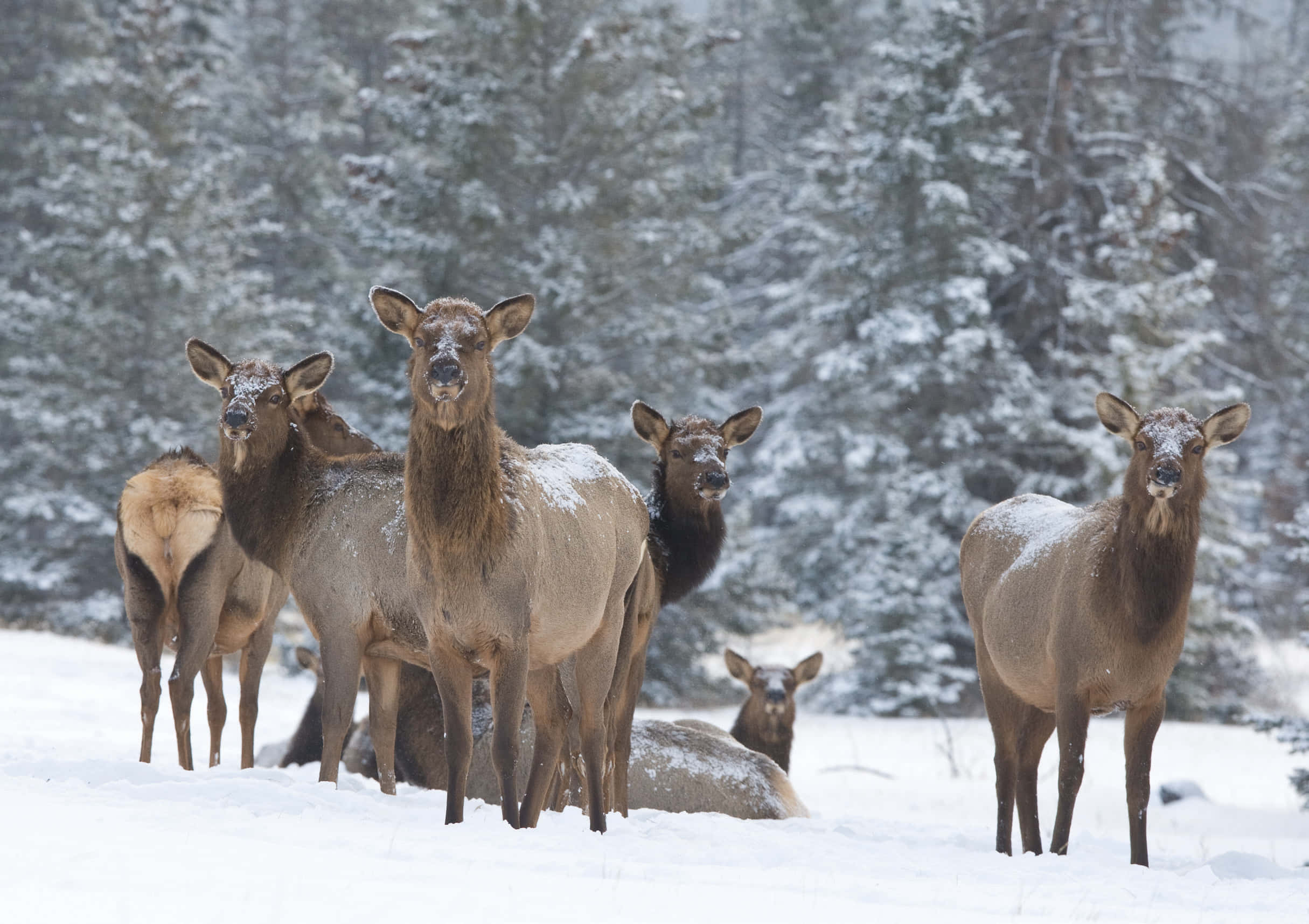 Elk 桌布 壁紙 — 一群麋鹿在白雪覆蓋的森林空地中保持警覺，身後是灑滿白雪的常青樹。