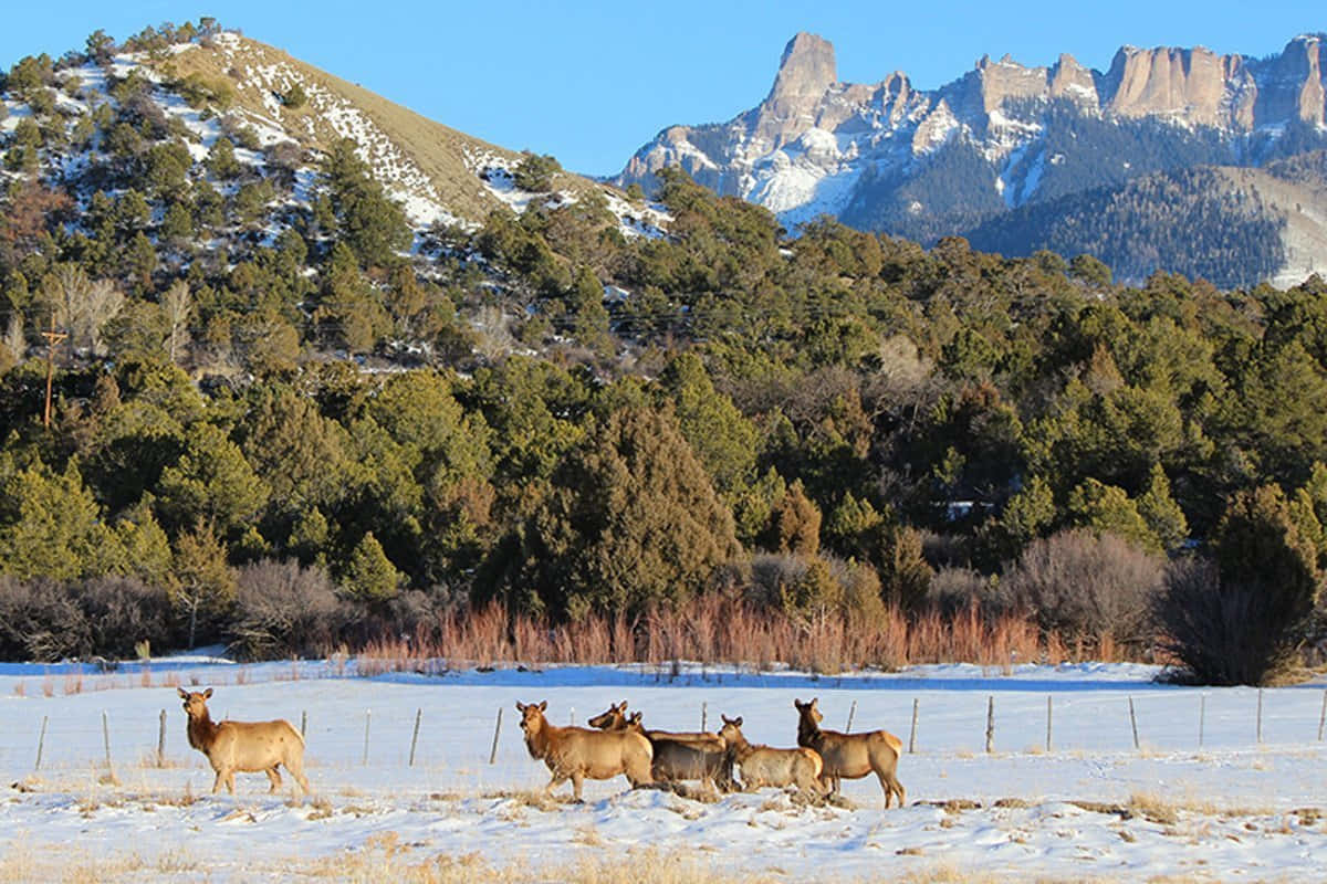 Elk 桌布 壁紙 — 一群麋鹿在雪地上吃草，背景是白雪覆蓋的山脈和常綠森林，天空清澈湛藍。