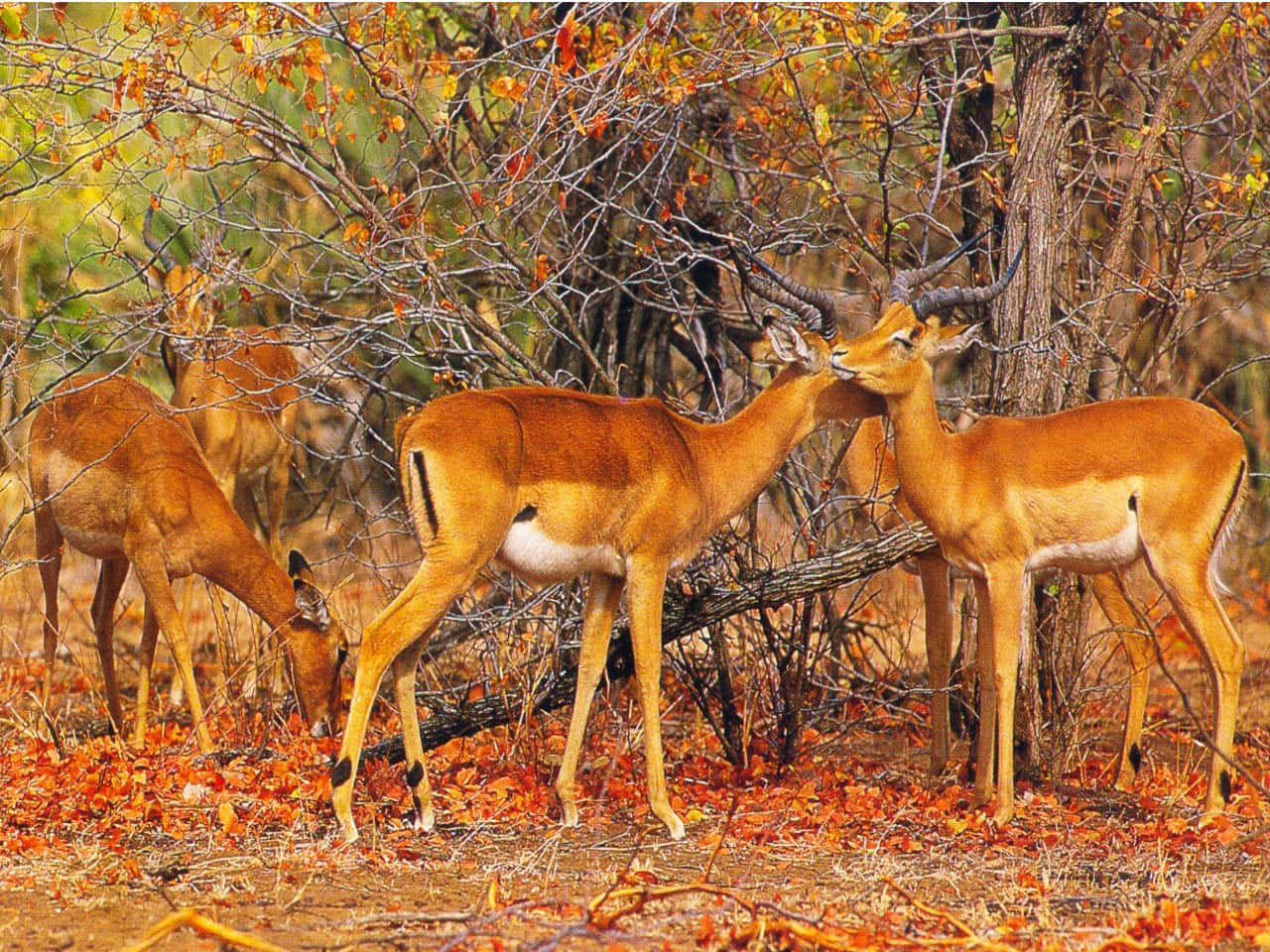African Wildlife 桌布 壁紙 — 一群黑斑羚在秋天的樹木間吃草，金色的樹葉散落在地上。