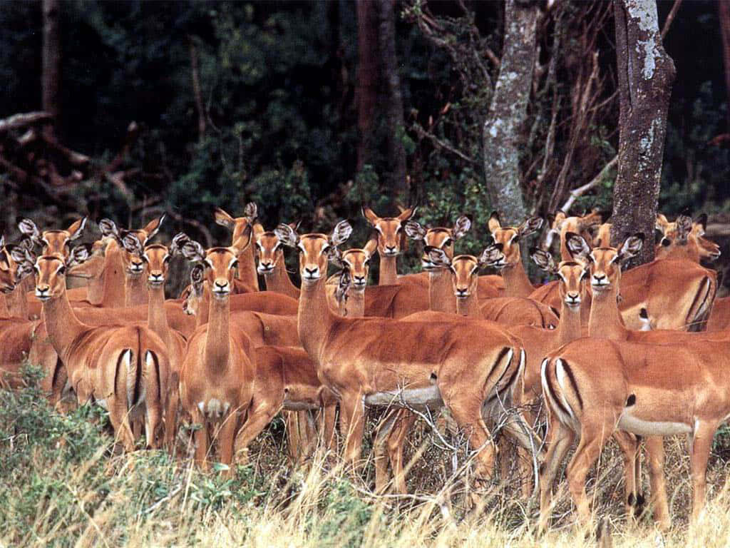 African Wildlife 桌布 壁紙 — 一群黑斑羚在茂密樹冠下高草叢中警覺地站立，陽光斑駁。