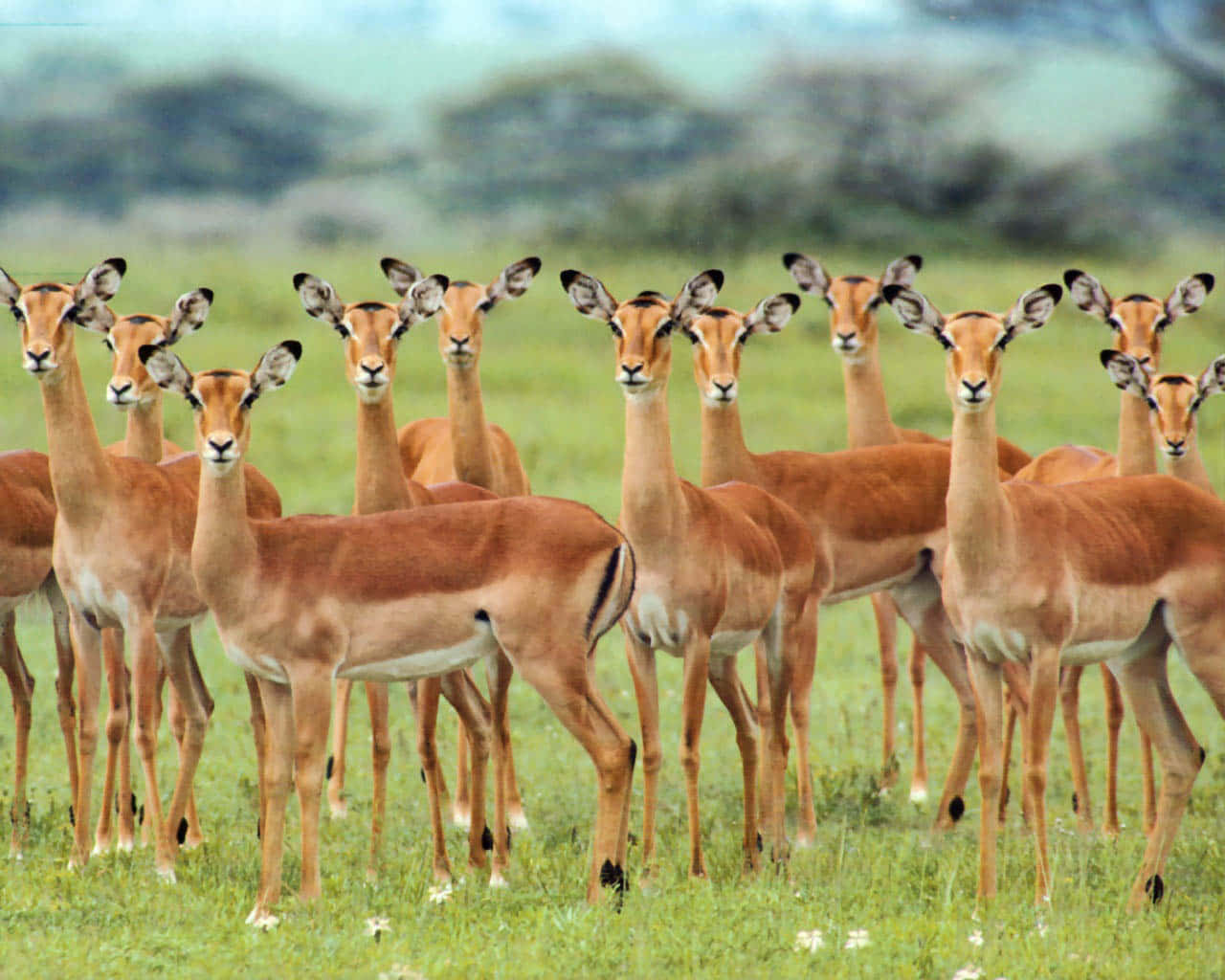 African Wildlife 桌布 壁紙 — 一群黑斑羚在陽光照耀的草叢稀樹草原上警覺地站立，背景有模糊的金合歡樹。