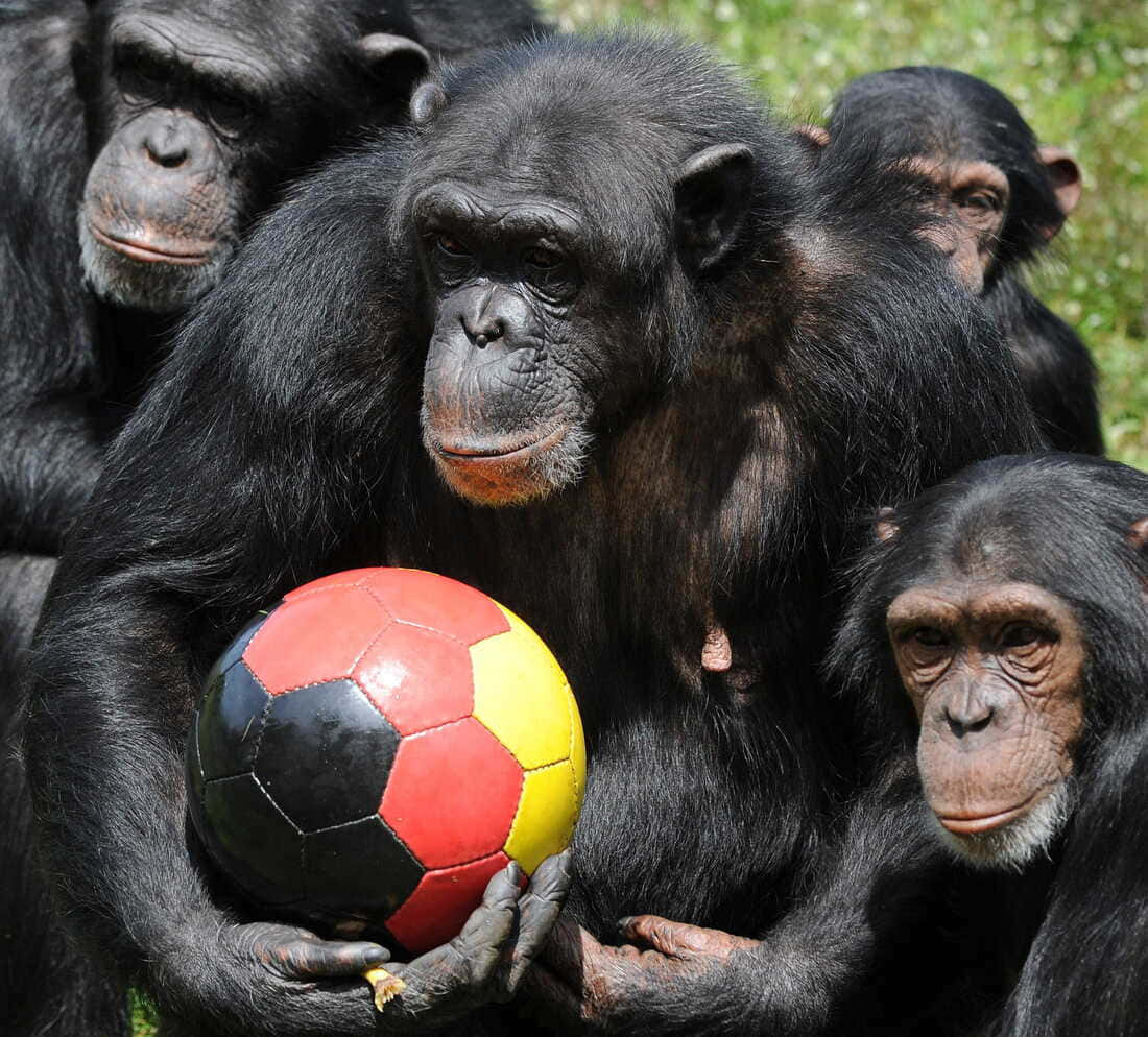 Chimpanzee 桌布 壁紙 — 一群黑猩猩聚集在一個紅、黃、黑色的足球周圍，位於陽光普照的草地上。