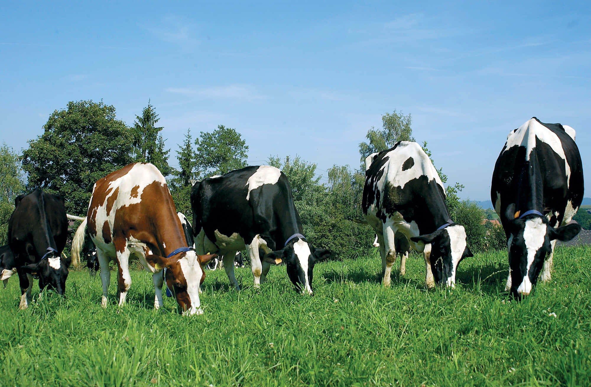 farm animals 桌布 壁紙 — 一群黑白乳牛在晴朗的藍天下，於翠綠茂盛的牧場上平靜地吃草。