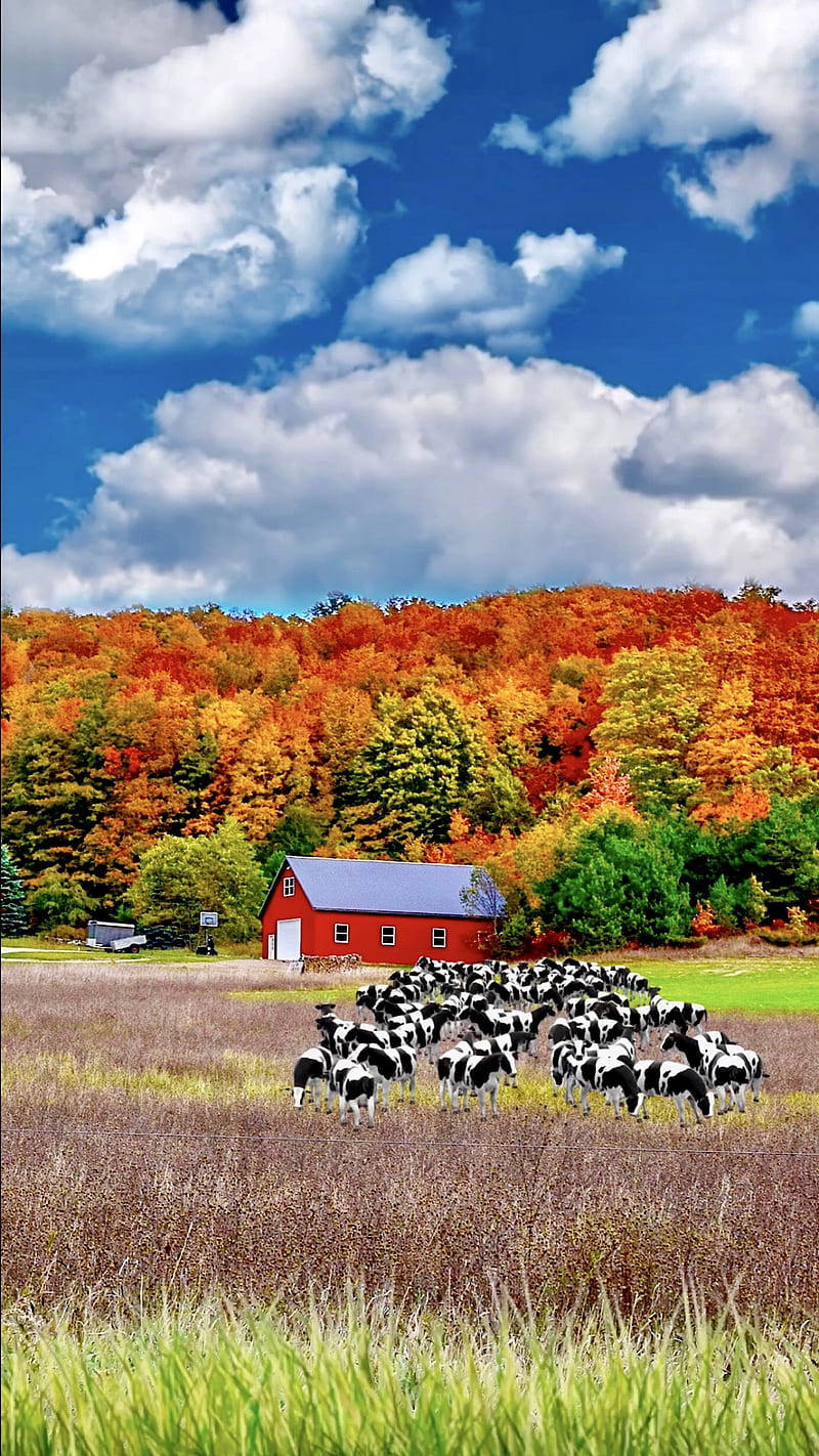Fall Farm 桌布 壁紙 — 一群黑白乳牛在紅色穀倉前的田野裡吃草，天空湛藍，白雲朵朵，樹木呈現秋色。