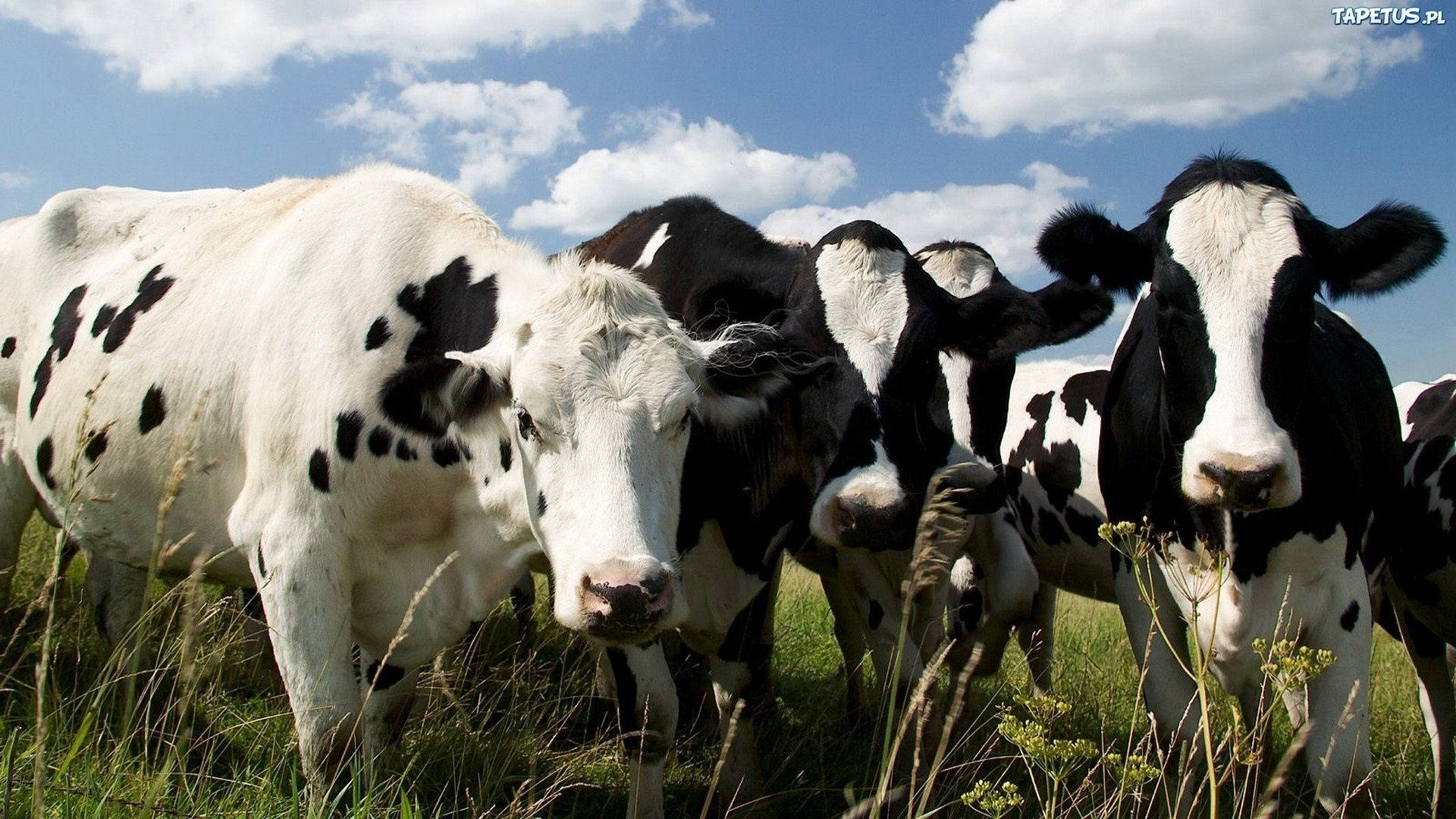 Farm 桌布 壁紙 — 一群黑白乳牛在陽光明媚的綠色牧場上緊密地站在一起，背景是明亮的藍天和蓬鬆的雲朵。