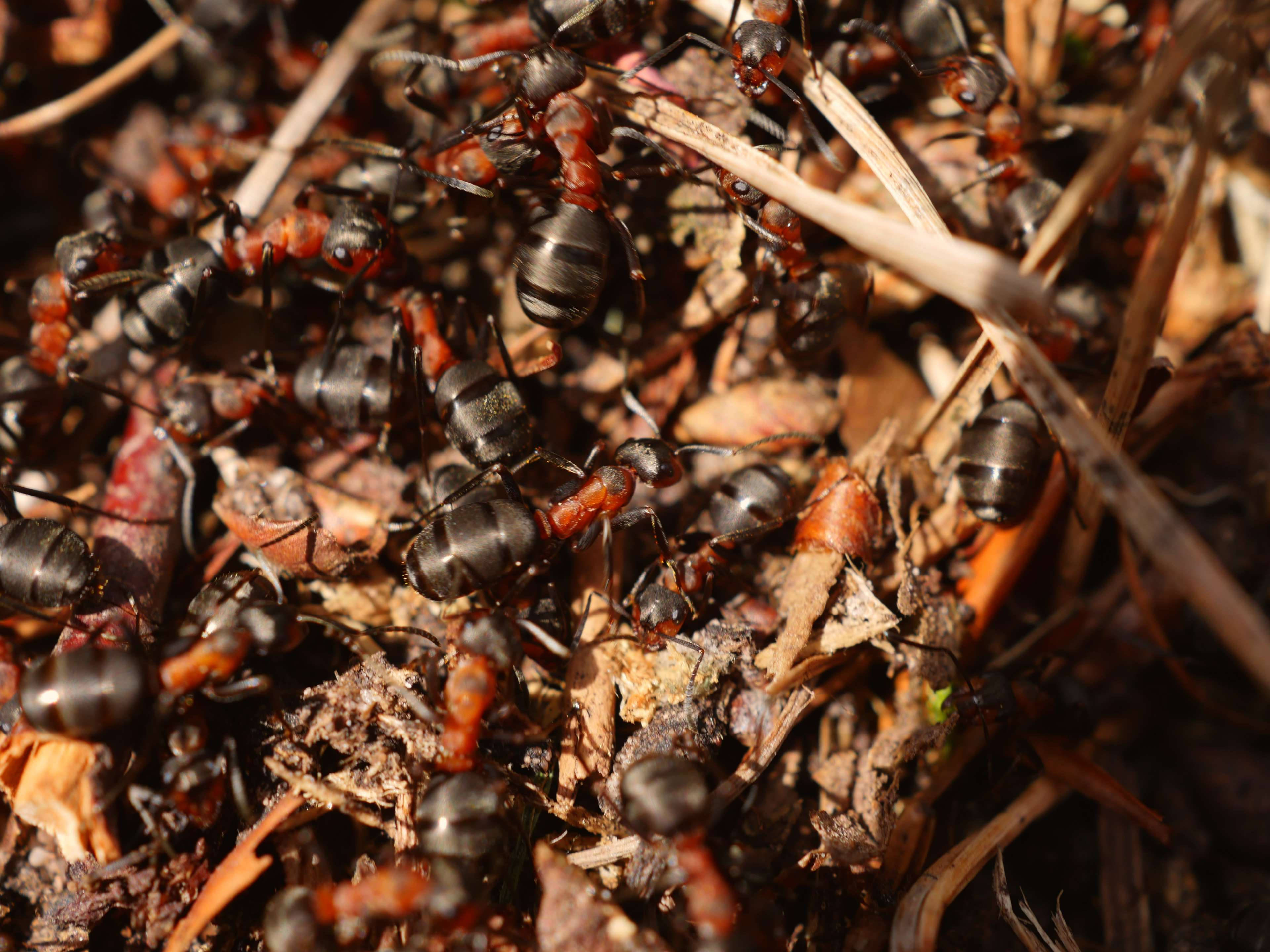 ant 桌布 壁紙 — 一群黑紅螞蟻在陽光普照的自然環境中，在乾燥的樹枝和泥土上忙碌地穿梭。