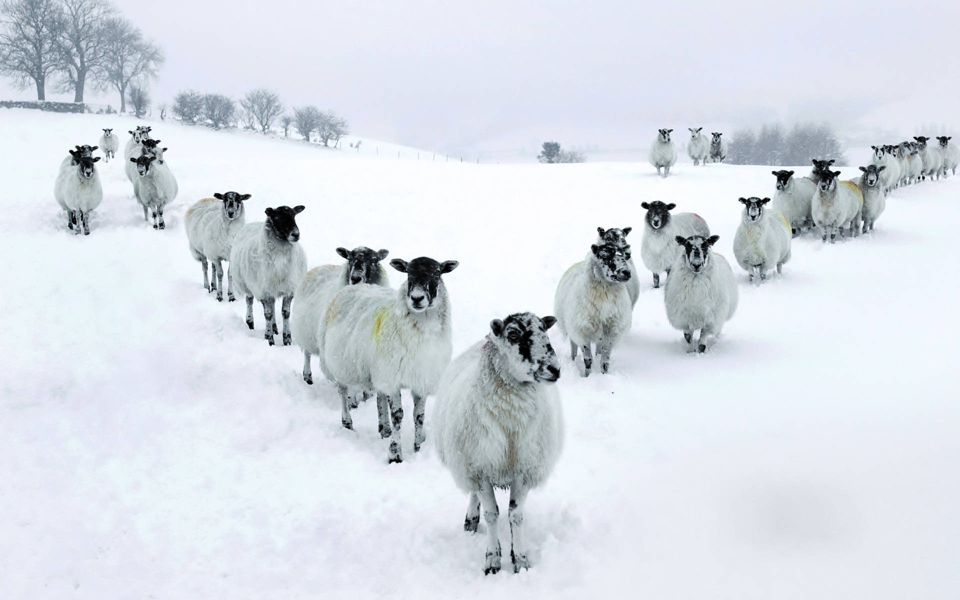 羊 桌布 壁紙 — 一群黑臉羊毛羊在陰沉的冬日天空下，穿過廣闊的雪地。