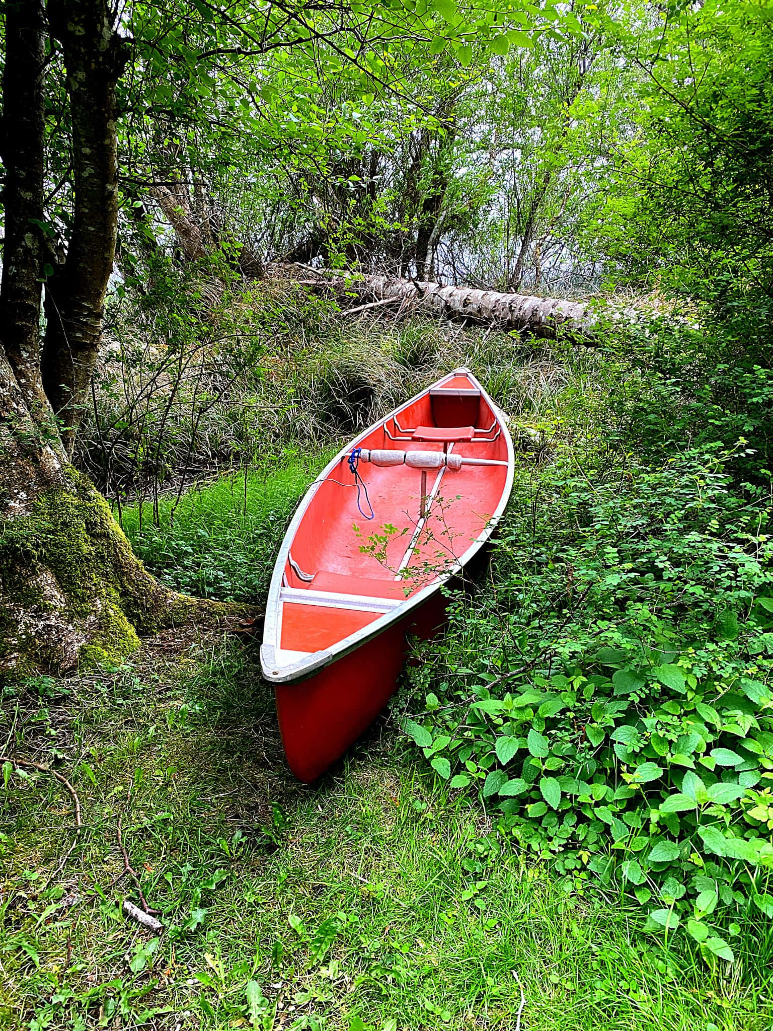 1536x2048 桌布 壁紙 — 一艘鮮紅色的獨木舟被遺棄在茂密的綠色森林空地中，周圍是長滿苔蘚的樹木和野生植物。