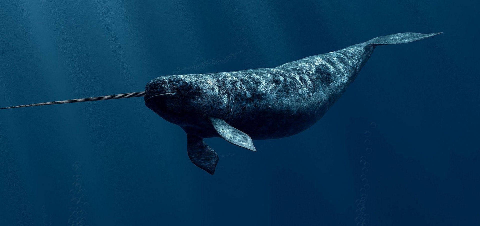 Narwhal 桌布 壁紙 — 一角鯨優雅地滑過深藍色海洋，陽光從上方穿透而下。