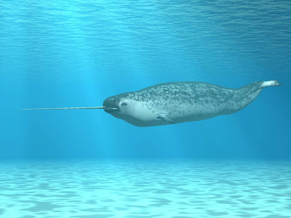 Narwhal 桌布 壁紙 — 一角鯨優雅地滑過清澈的藍色海水，陽光從上方過濾而下。