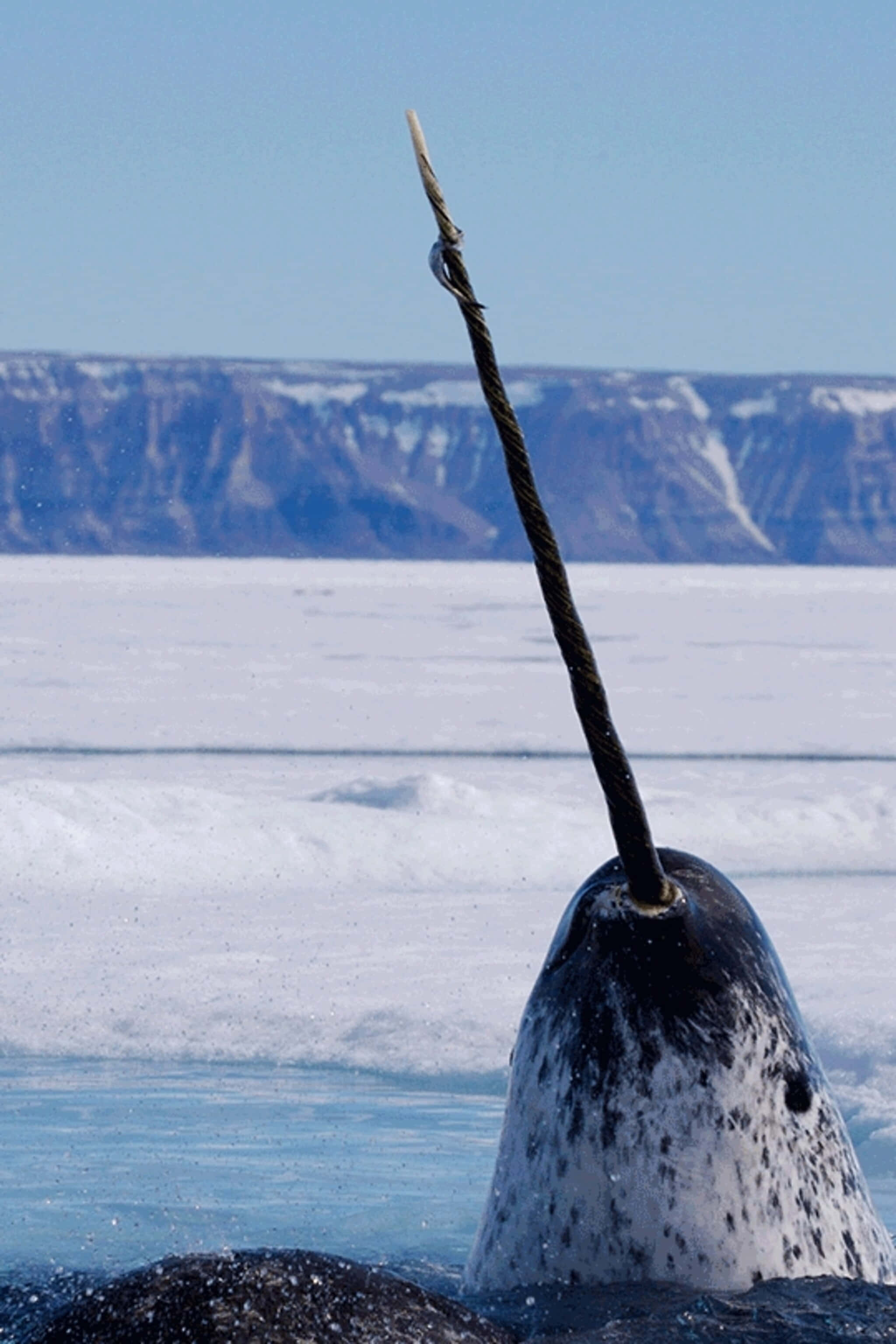 Narwhal 桌布 壁紙 — 一角鯨在冰冷的北極水域中破冰而出，長牙刺穿水面，背景是積雪覆蓋的懸崖。