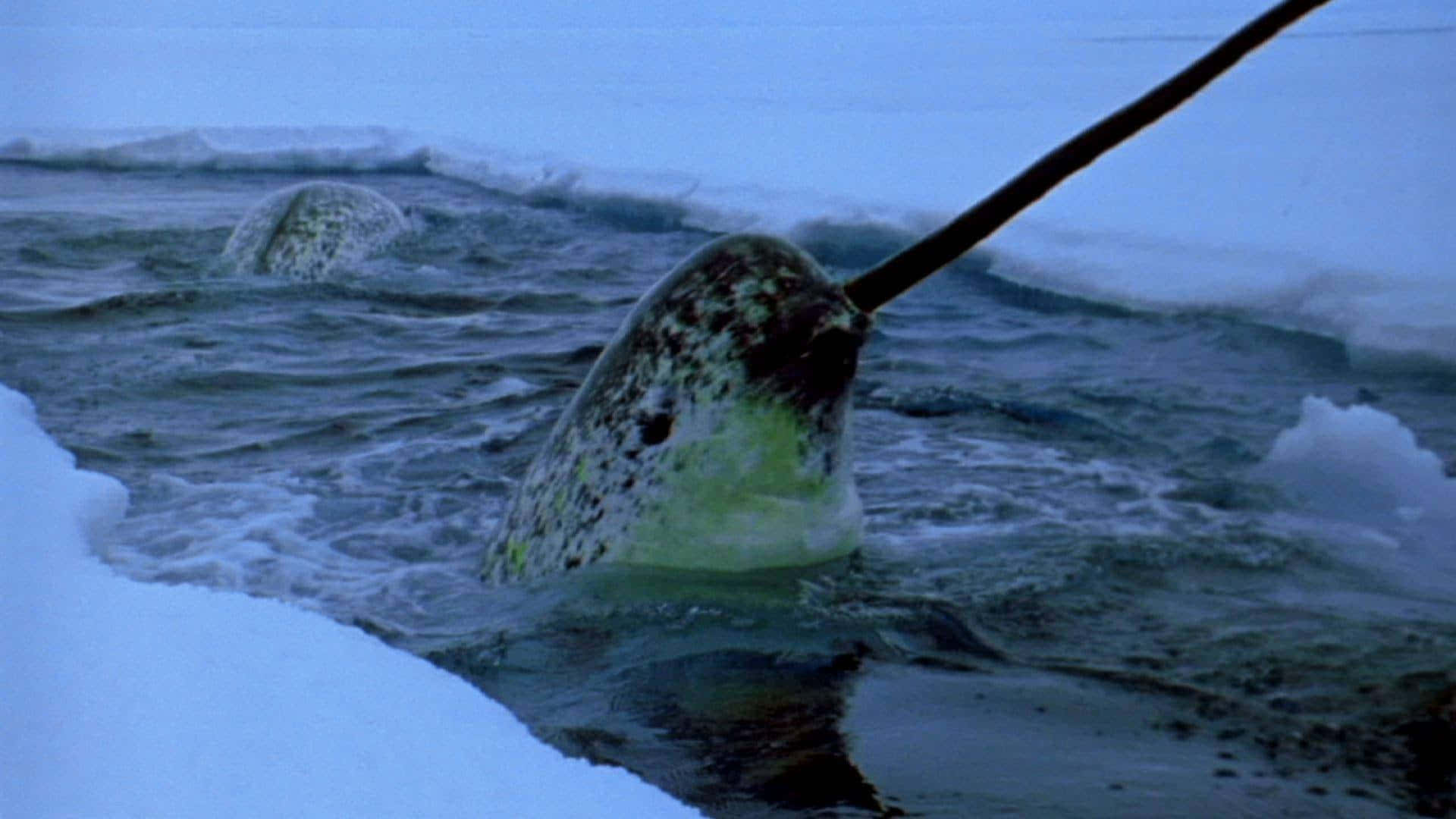Narwhal 桌布 壁紙 — 一角鯨在冰雪覆蓋的北極水域中突破而出，長長的象牙在雪岸背景下清晰可見。
