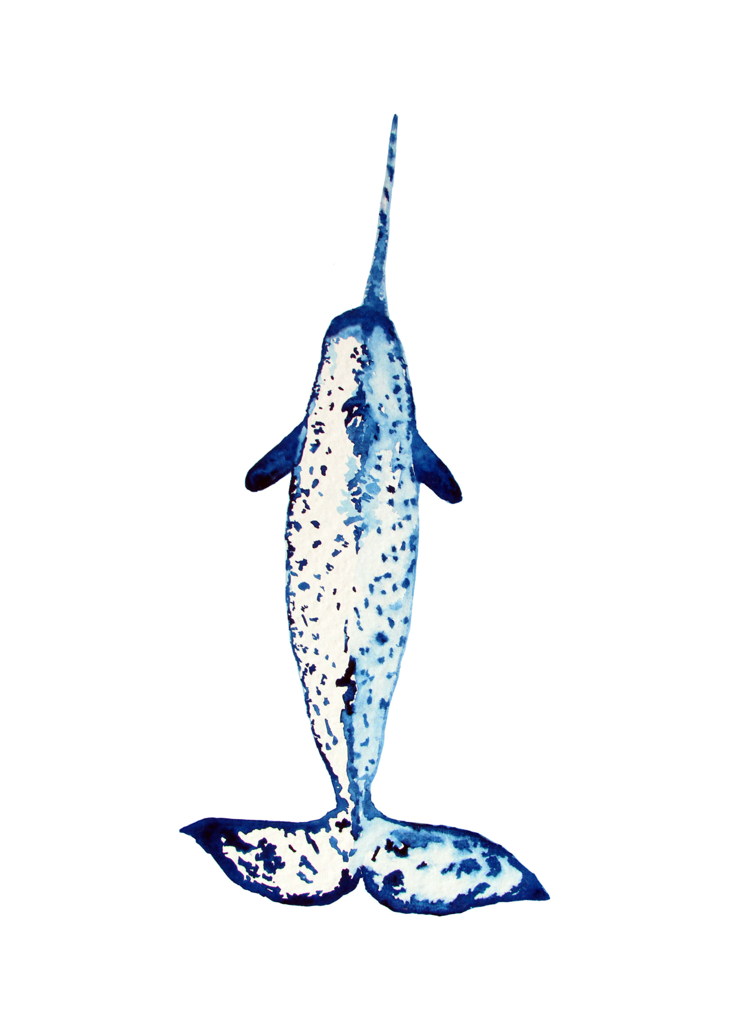 Narwhal 桌布 壁紙 — 一角鯨的水彩插圖，有長長的獠牙和藍白斑點的身體，背景為純白色。