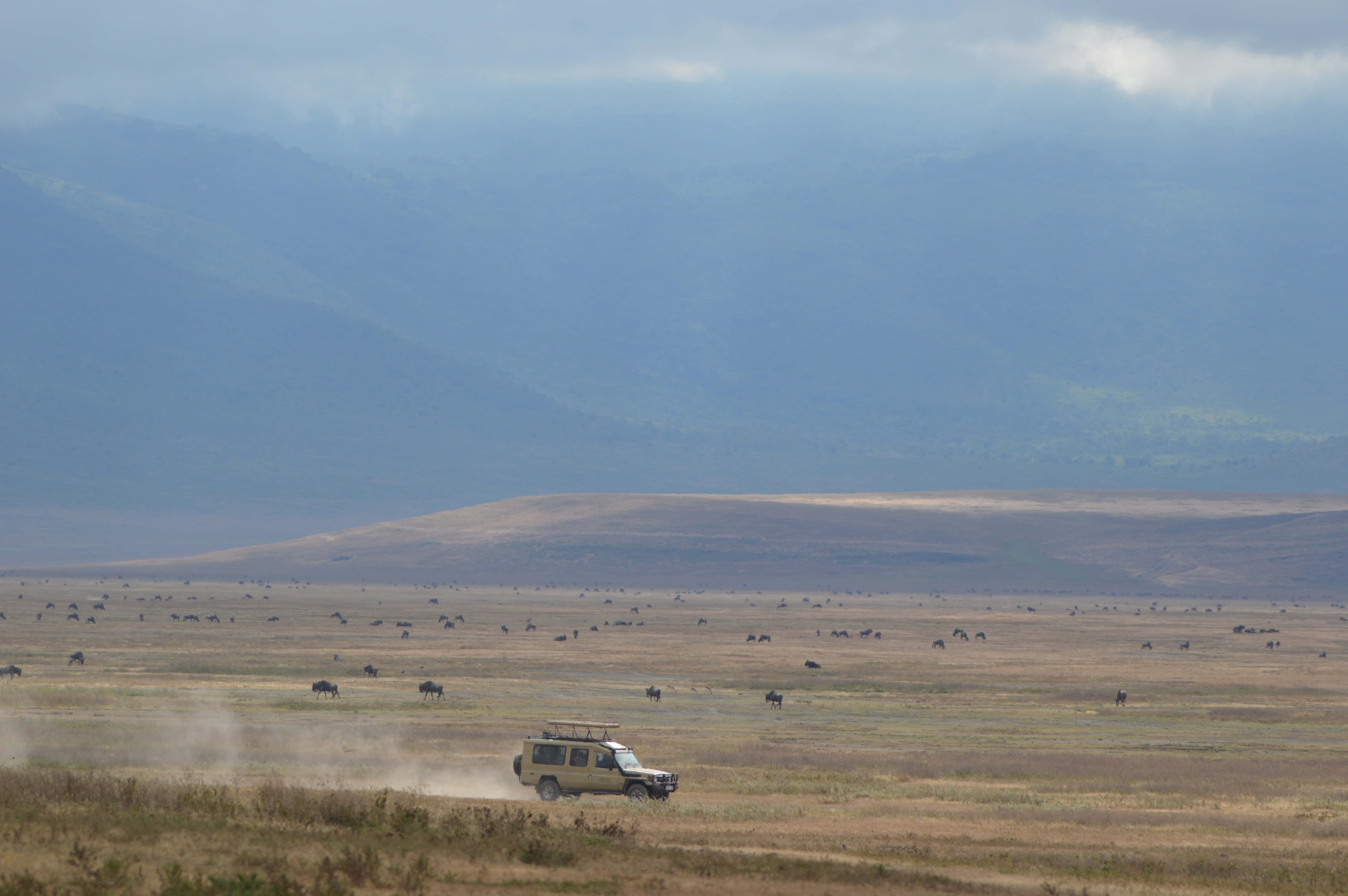 Tanzania 桌布 壁紙 — 一輛 safari 吉普車在廣闊的稀樹草原上揚起塵土，草原上散佈著在朦朧山脈下吃草的角馬。