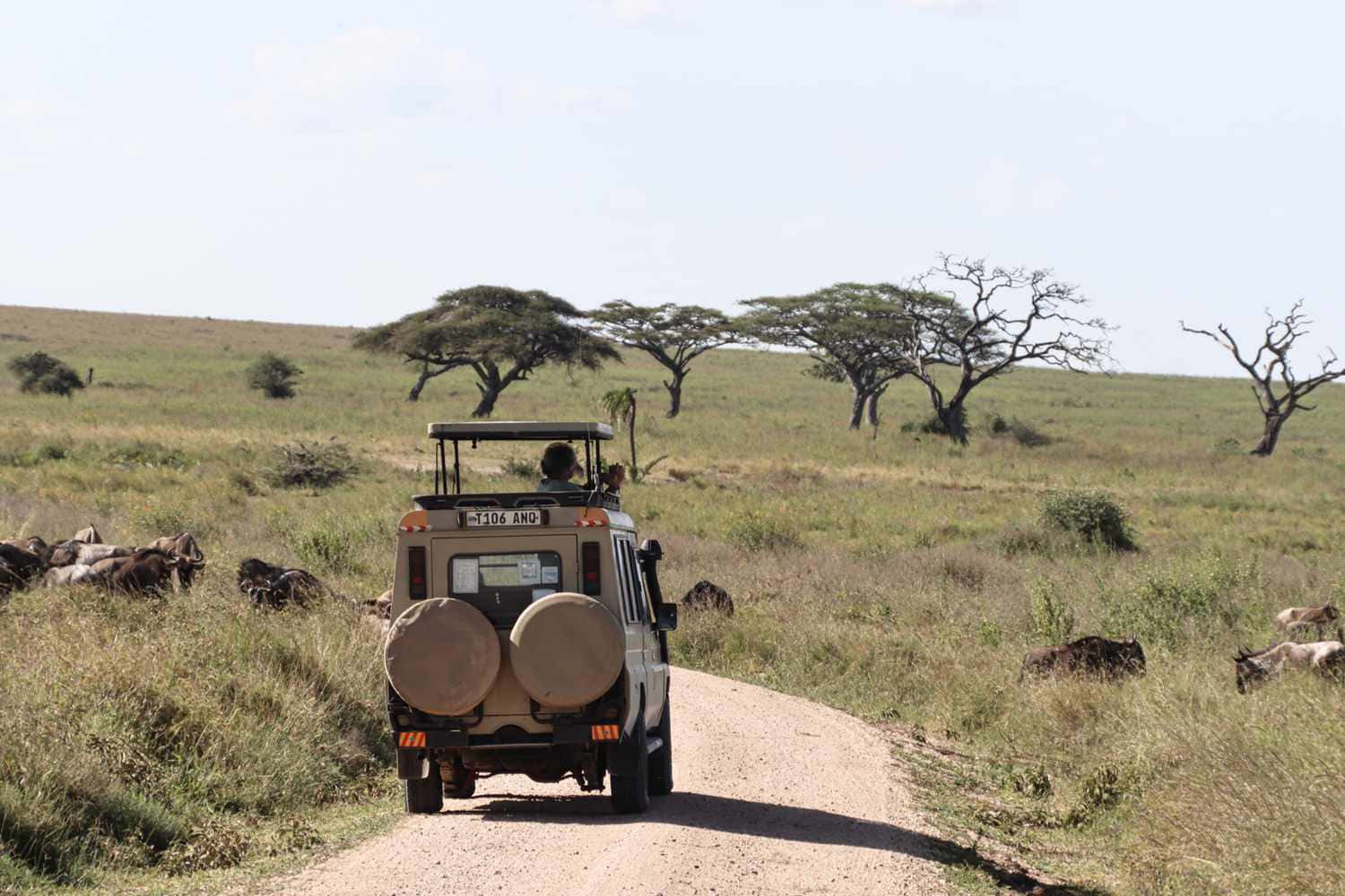 Tanzania 桌布 壁紙 — 一輛 safari 吉普車沿著一條泥路行駛，穿過一片點綴著金合歡樹和角馬的草原稀樹草原。