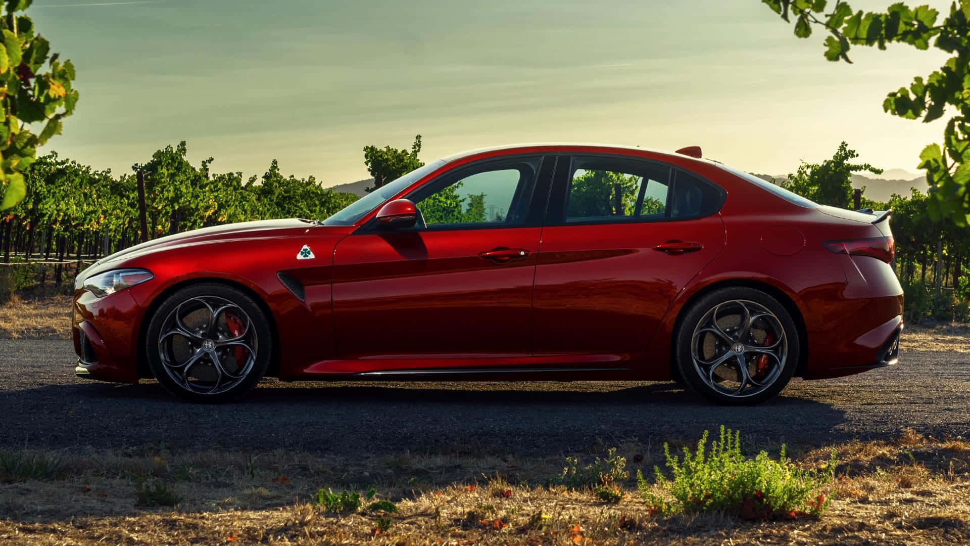 Alfa Romeo Giulia 桌布 壁紙 — 一輛亮紅色的Alfa Romeo Giulia Quadrifoglio停泊在碎石路上，旁邊是一排排葡萄藤，背景是柔和的金色日落天空。