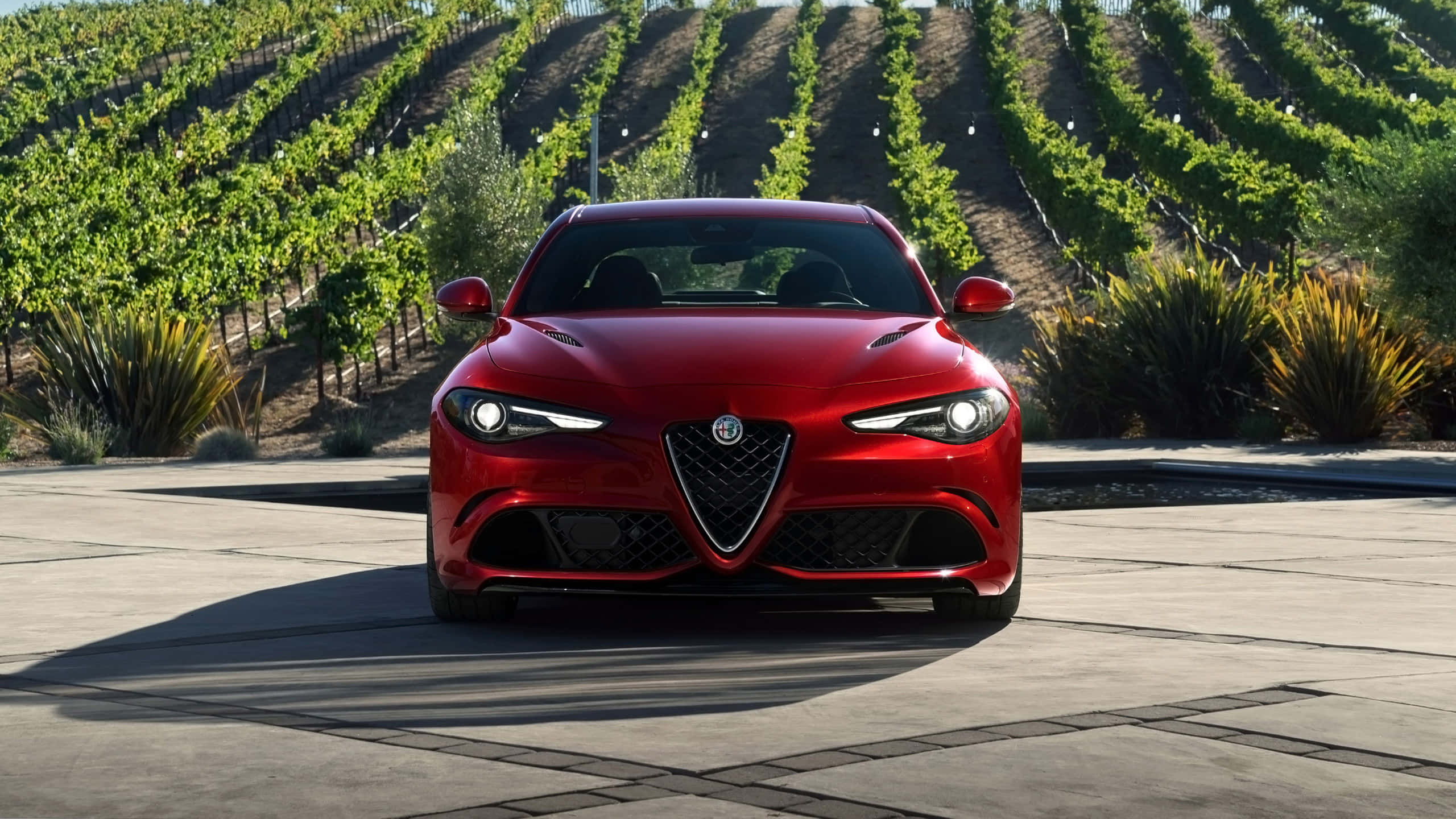 Alfa Romeo Giulia 桌布 壁紙 — 一輛亮麗的紅色愛快羅密歐跑車在石頭庭院上向前停泊，背後層層疊疊的葡萄園在明媚陽光下升起。